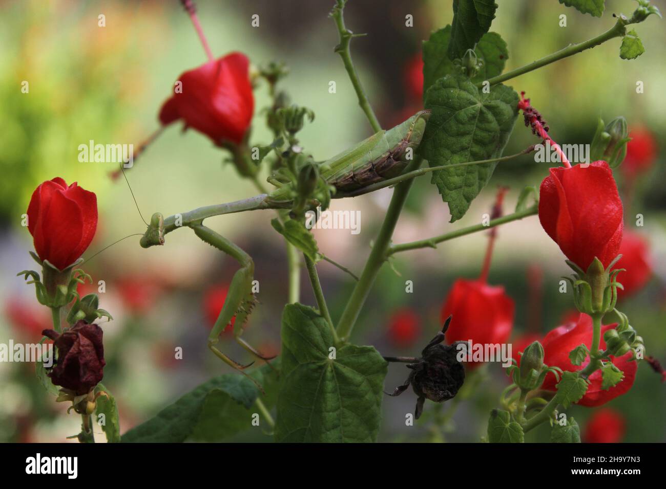 Prier Mantis sur le Bush rouge en attendant la présence de la proie de DOF peu profonde Banque D'Images