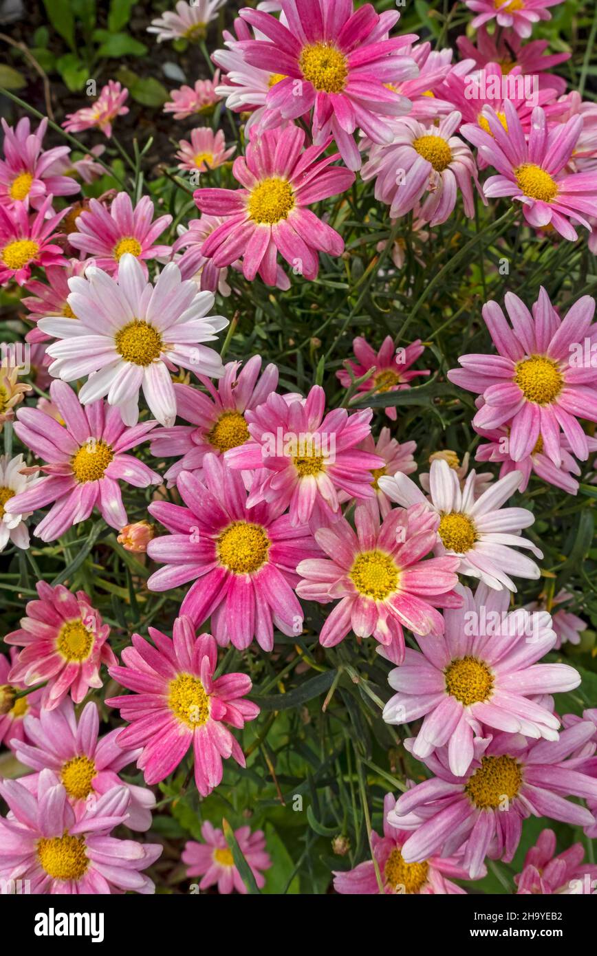 Gros plan de Marguerite rose pâquerettes Argyranthemum frutescens fleurs croissant dans un pot dans le jardin en été Angleterre Royaume-Uni Grande-Bretagne Banque D'Images