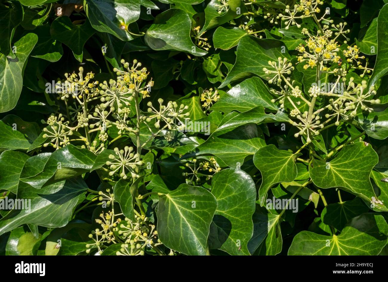 Gros plan de fleurs de lierre vert (Hedera Helix) plante à fleurs poussant sur un mur dans le jardin en automne Angleterre Royaume-Uni GB Grande-Bretagne Banque D'Images