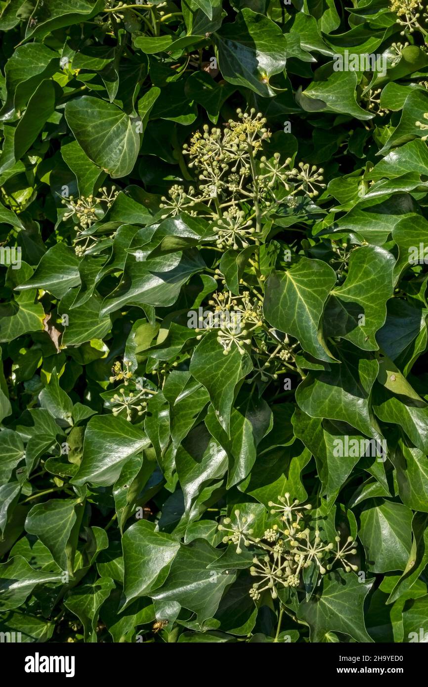 Gros plan de fleurs de lierre vert plante à fleurs (Hedera Helix) poussant sur un mur dans le jardin en automne Angleterre Royaume-Uni GB Grande-Bretagne Banque D'Images