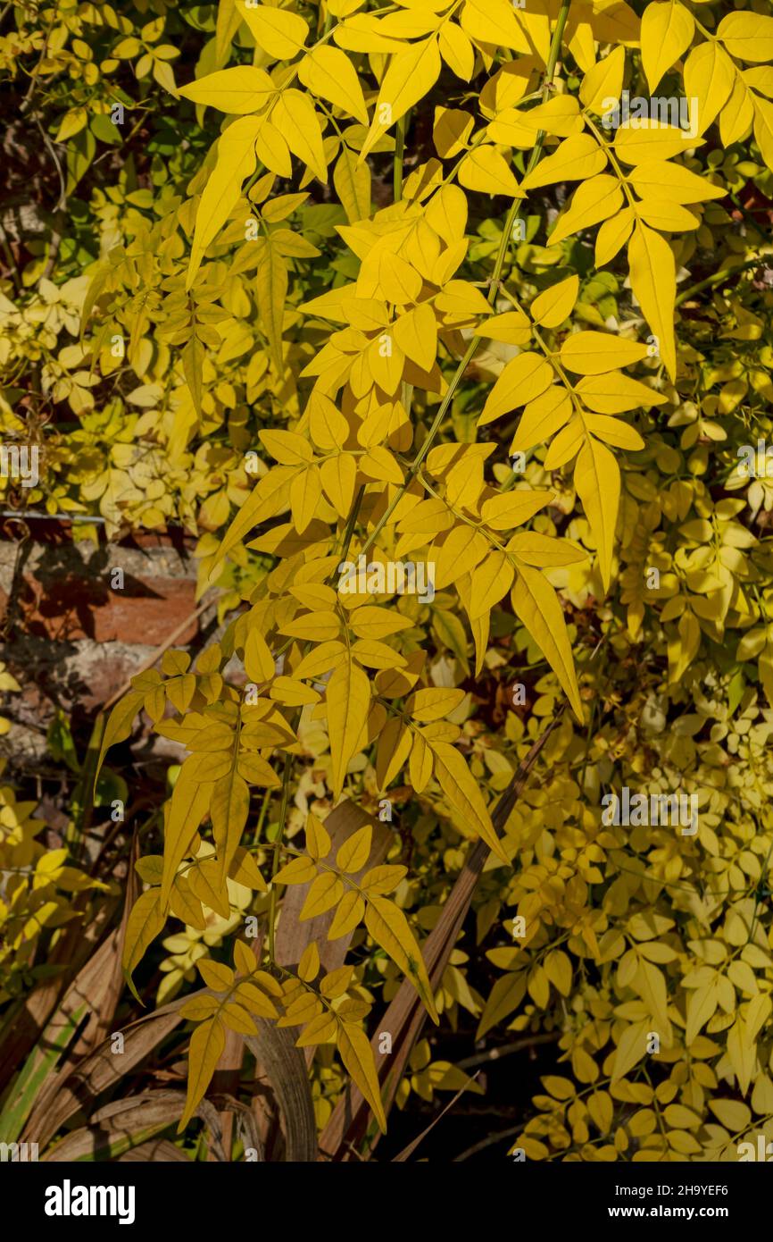 Gros plan de Jasminum officinale 'Aureum' feuilles de Jasmine poussant sur un mur dans le jardin à l'automne Angleterre Royaume-Uni Royaume-Uni Grande-Bretagne Banque D'Images