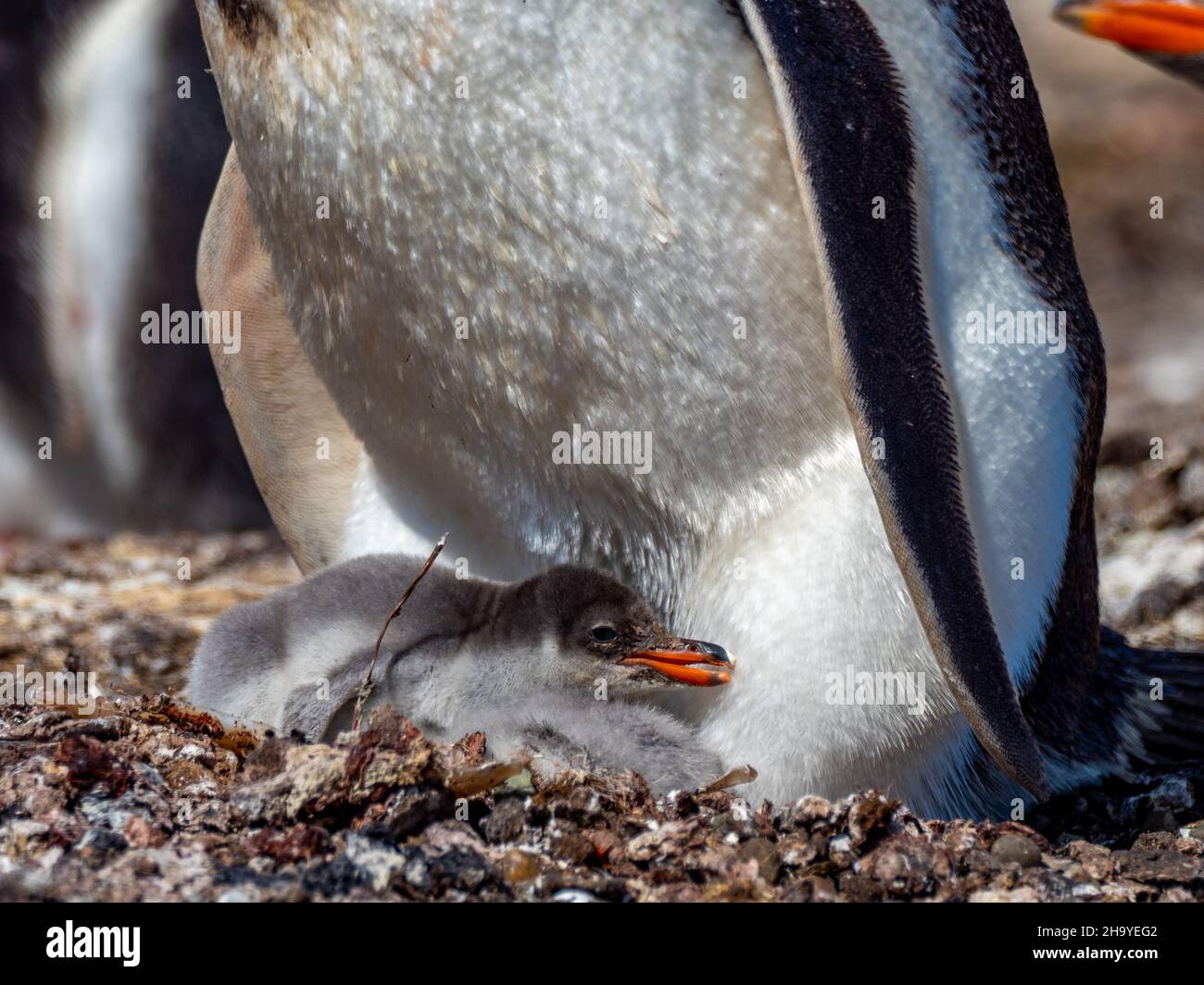 Penguin de Gentoo, Pygoscelis papouasie, nichant à l'île de la carcasse, îles Falkland Banque D'Images