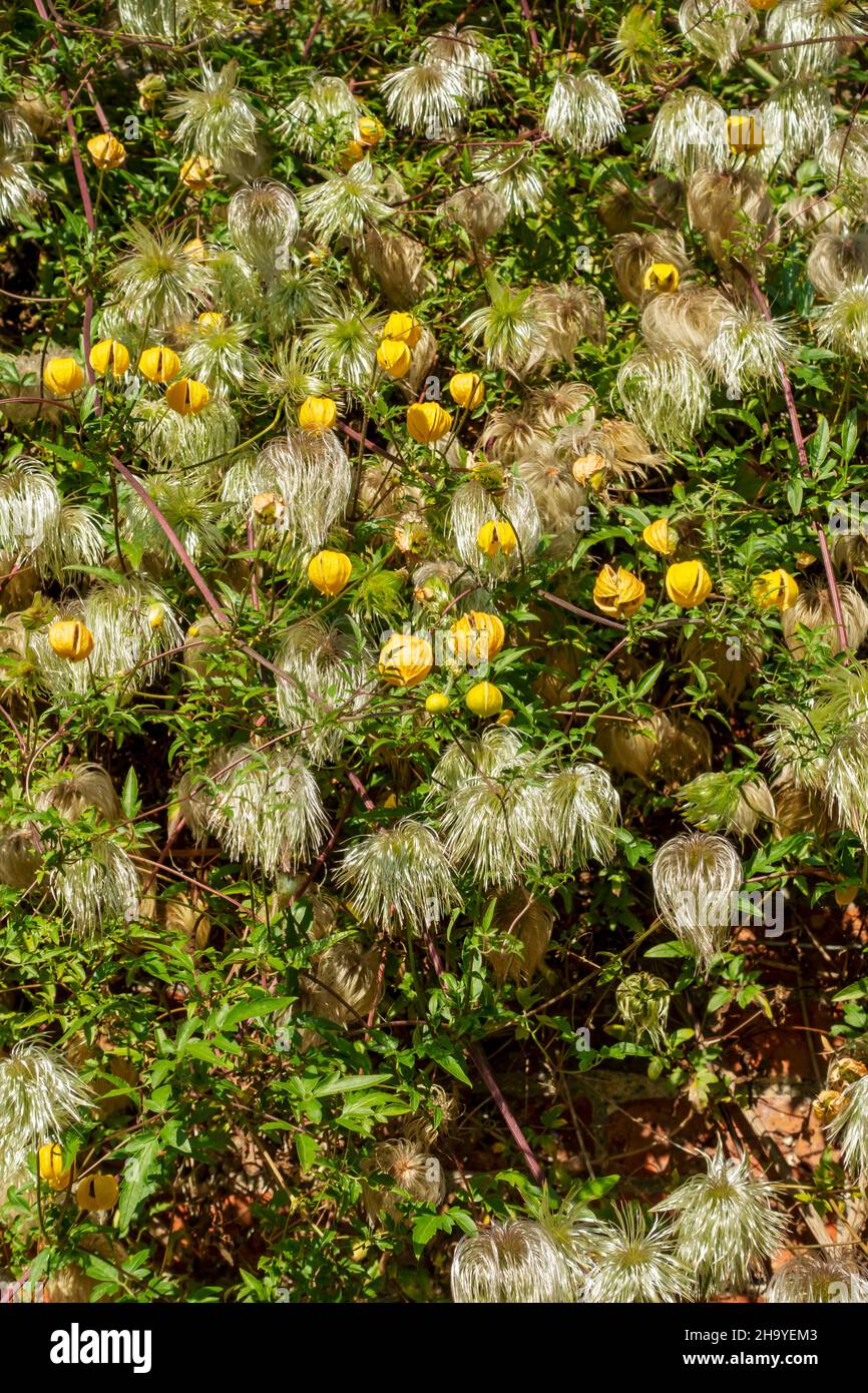 Gros plan des fleurs jaunes clématis tangutica et des têtes de semis fleurissant sur un mur dans le jardin en été Angleterre Royaume-Uni Grande-Bretagne Banque D'Images