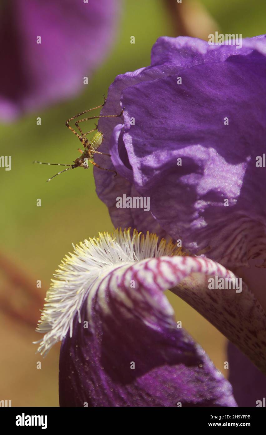 Petit Bush Cricket Katydide sur Violet Iris gros plan Banque D'Images