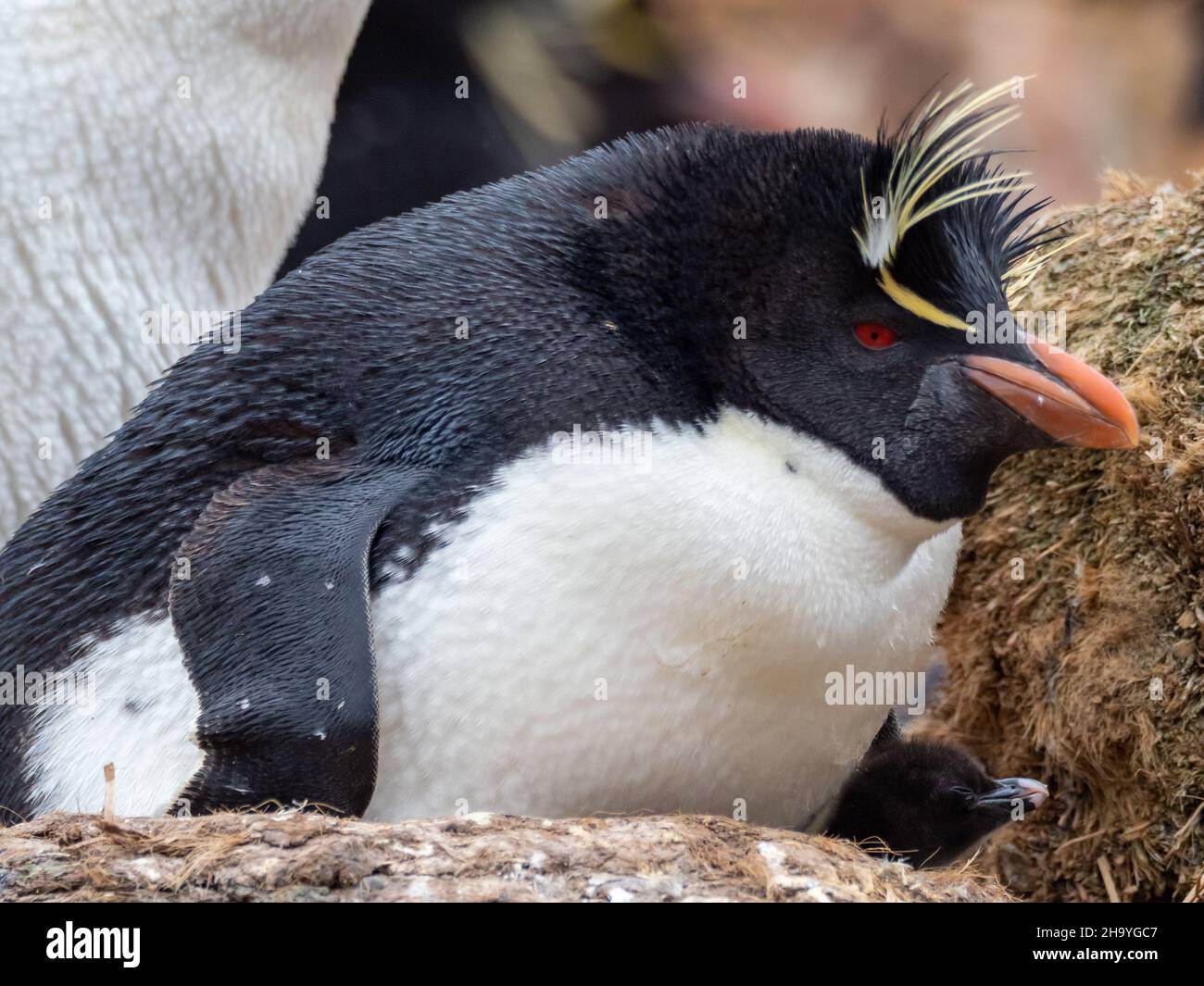 Manchot de Rockhopper méridional, Eudyptes chrysocome, nichant sur la Nouvelle-île, îles Falkland Banque D'Images