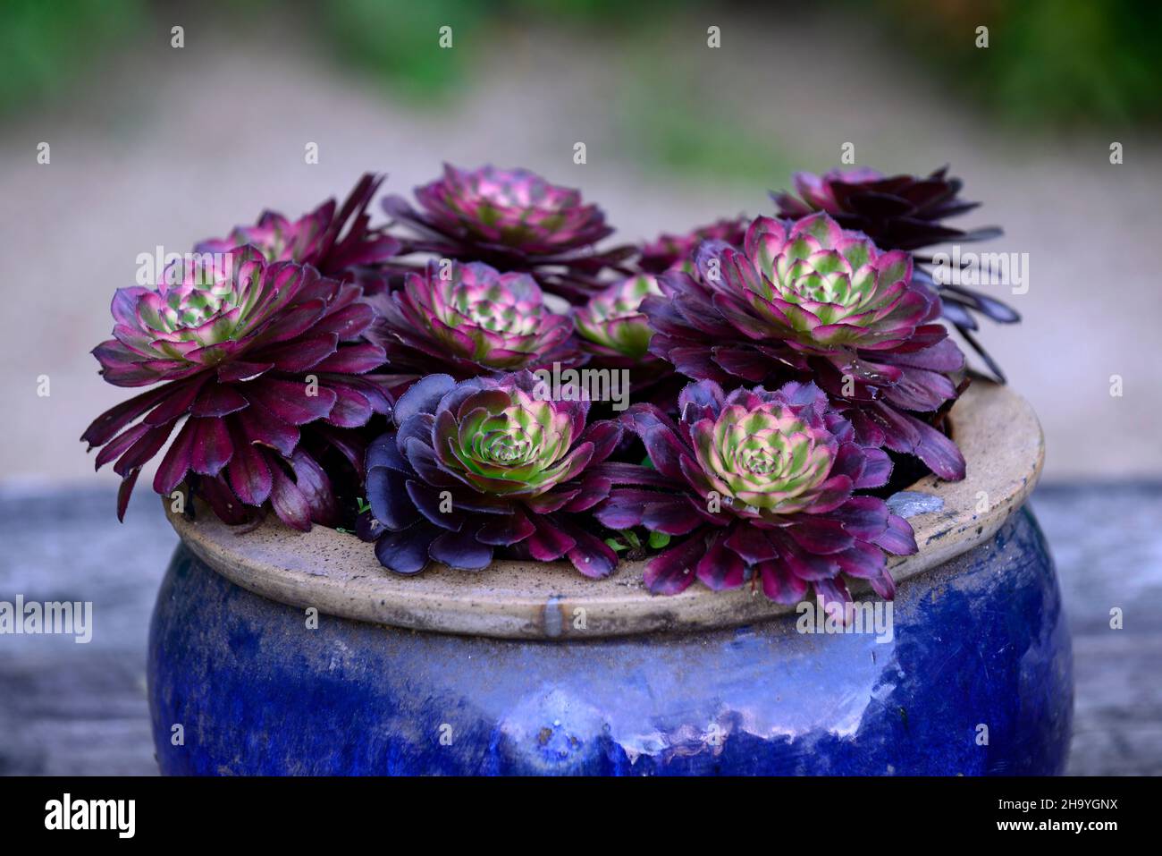 aeonium,aeoniums,rosette,rosettes,succulentes,succulentes,pot bleu,contenant bleu,pots,aeonium dans pot bleu,jardin,RM Floral Banque D'Images