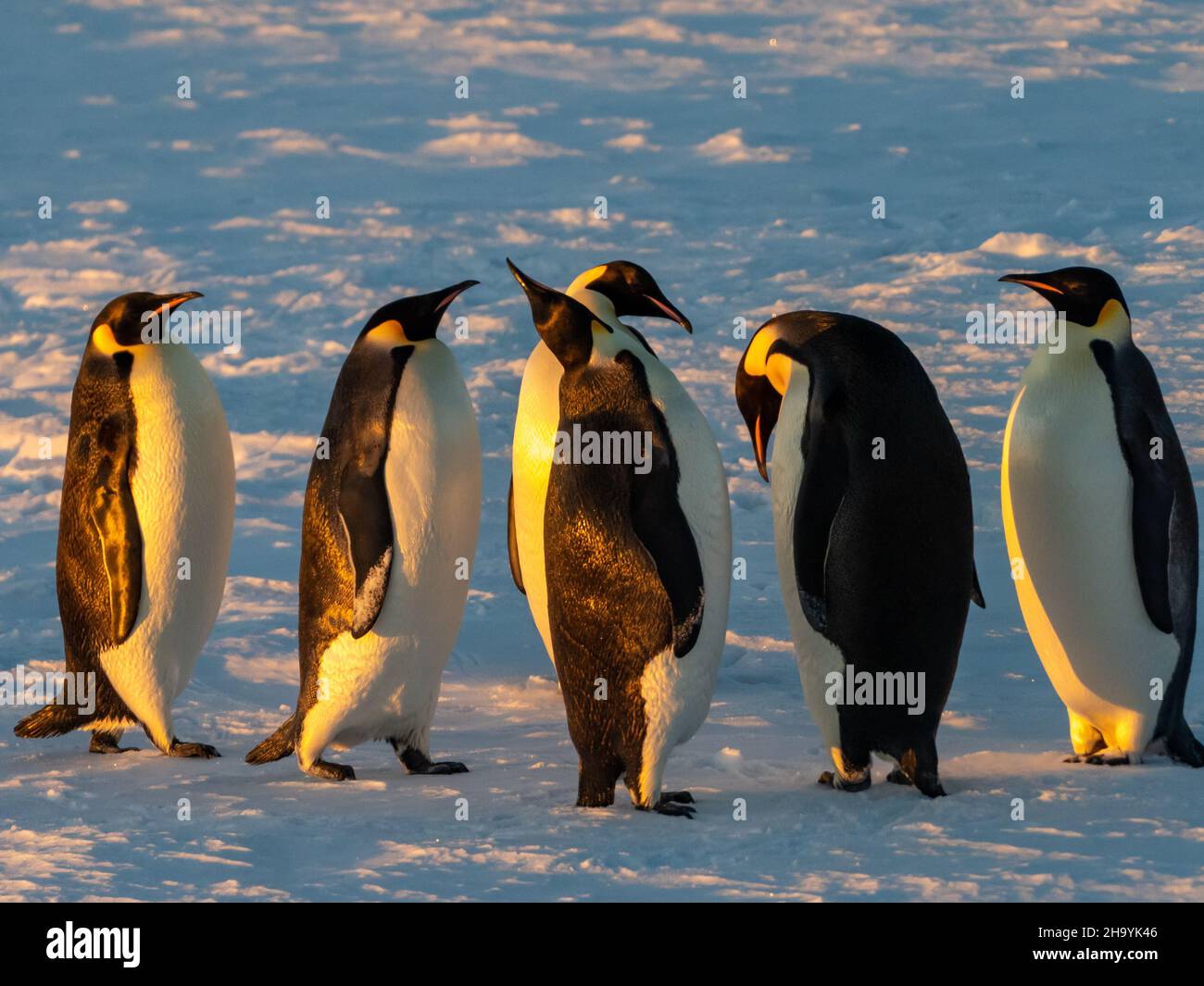 Pingouin empereur, Aptenodytes forsteri, sur la glace de mer dans la mer de Weddell, Antarctique Banque D'Images