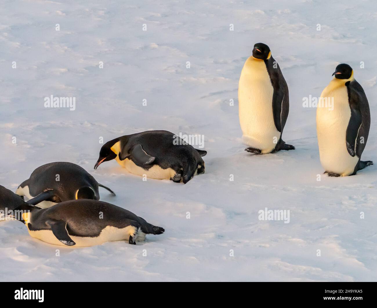 Pingouin empereur, Aptenodytes forsteri, sur la glace de mer dans la mer de Weddell, Antarctique Banque D'Images