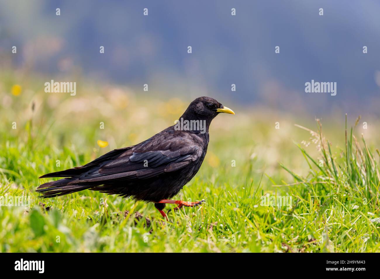 Un gouffin alpin (Pyrrhocorax gruculus) sur un pré à la Hochgrat, un sommet dans les alpes près d'Oberstaufen à Allgäu, Bavière, Allemagne. Banque D'Images