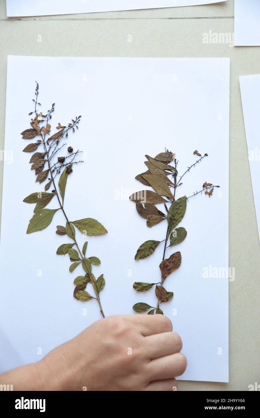 Deux fleurs délicates sèches isolées sur blanc Banque D'Images