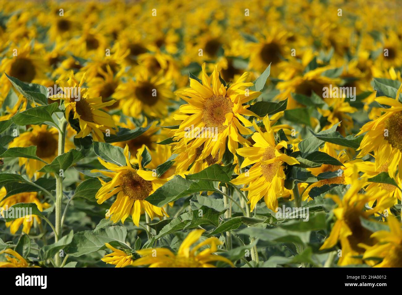 Un champ de fleurs fleuries de tournesols.Mise au point sélective.Israël Banque D'Images