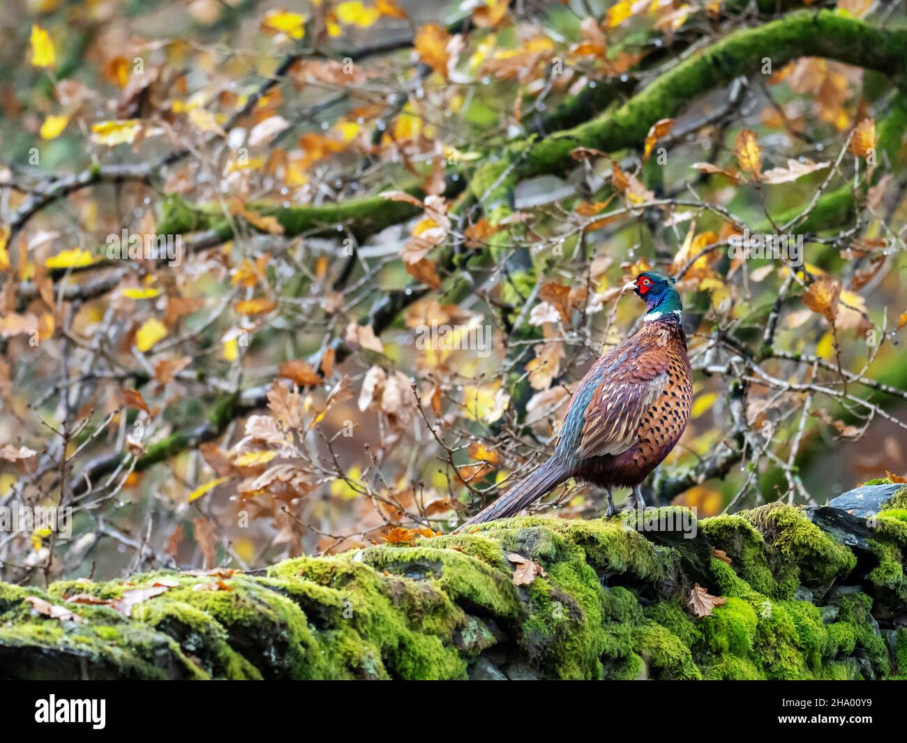 Phasianus colchicus, un faisan à col d'anneau, s'assit sur un mur à Ambleside, Lake District, Royaume-Uni. Banque D'Images