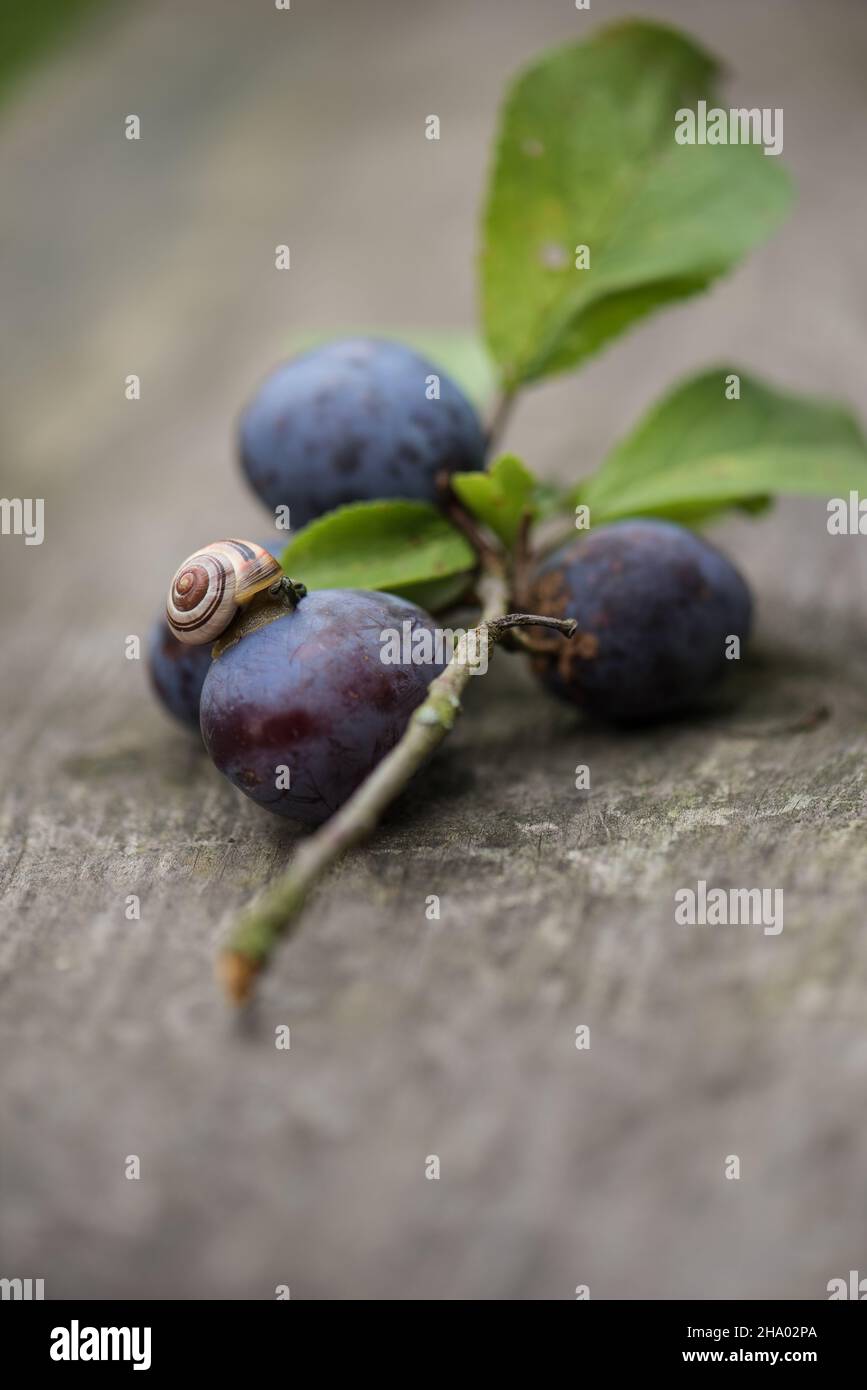 Prunes biologiques mûres, fraîchement récoltées avec un petit escargot sur le dessus Banque D'Images