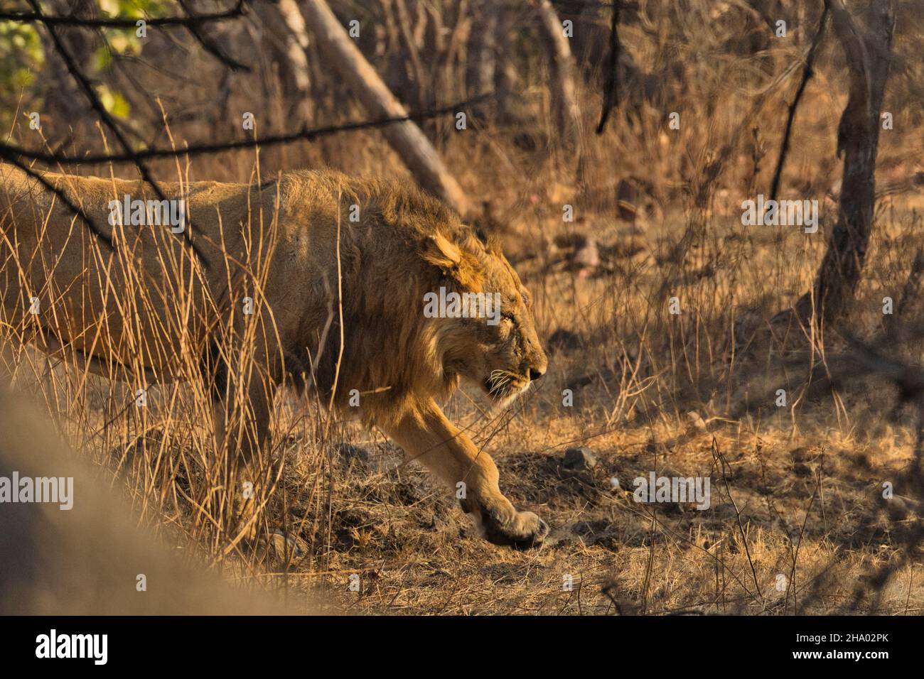 Male Asiatic Lion sur le prowl Banque D'Images