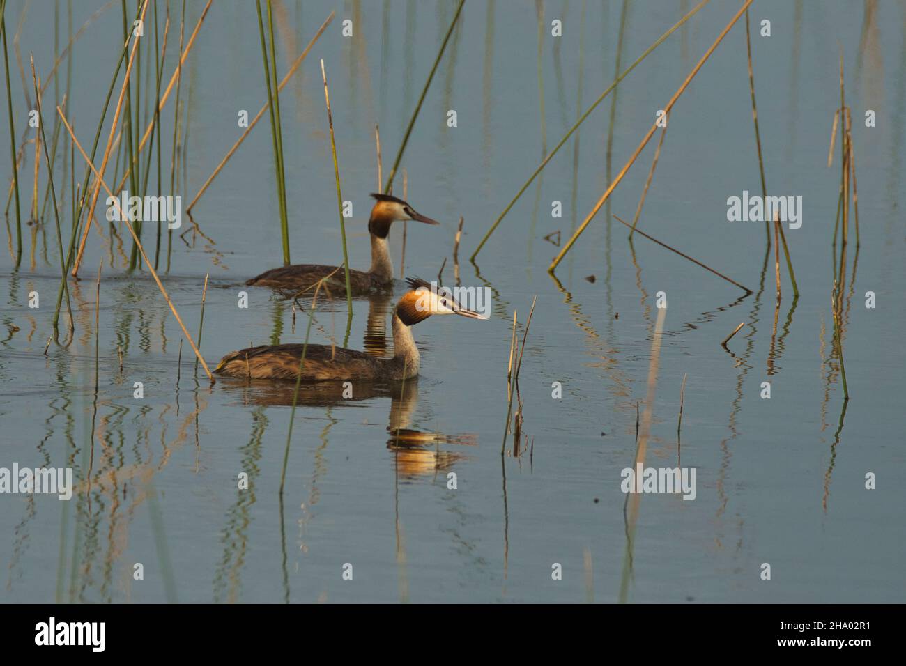 Une paire de grands grebe à crête (Podiceps cristatus) fourragent dans une zone humide du Gujarat, en Inde Banque D'Images