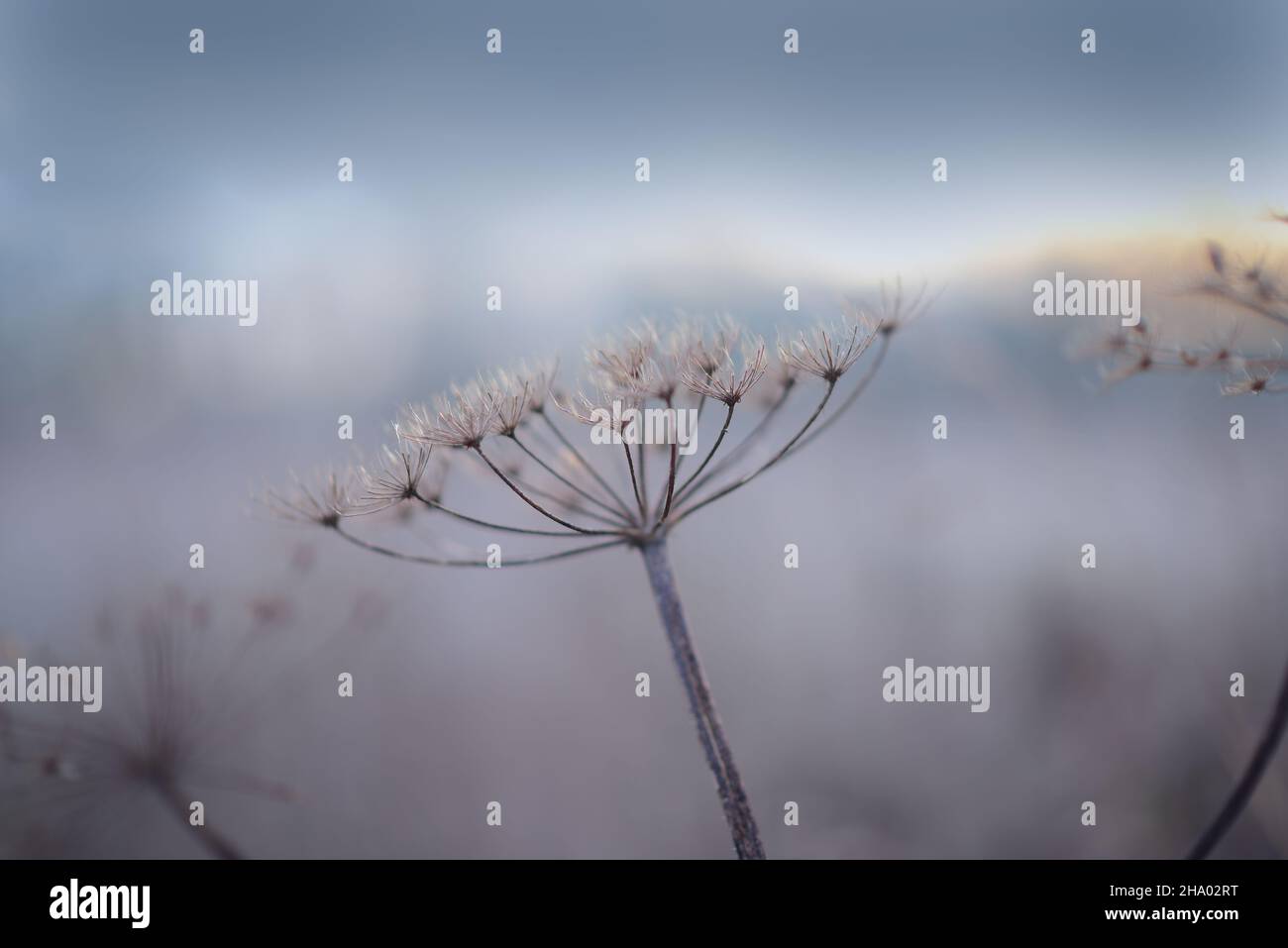 Fleur de cartwheel sur ciel bleu.Nature hiver arrière-plan Banque D'Images