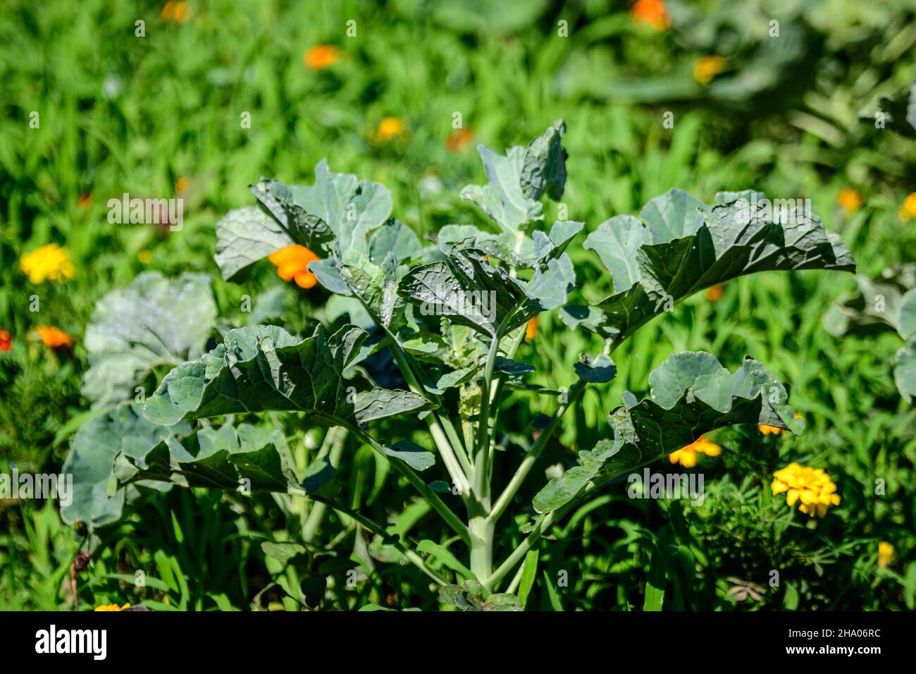 Grand groupe de feuilles vertes fraîches de chou frisé ou de chou feuilles dans un jardin biologique, avec de petites gouttes d'eau dans un jour pluvieux d'été, beau monch extérieur Banque D'Images