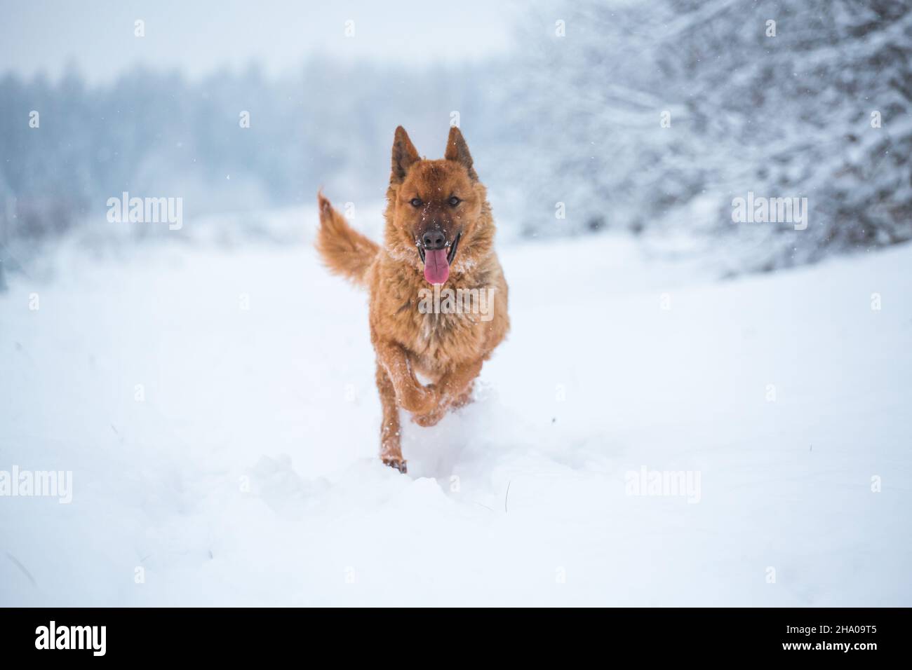 Westerwälder Kuhhhund (ancien chien de troupeau allemand) qui court dans la neige Banque D'Images