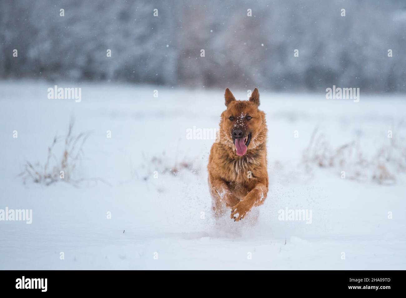 Westerwälder Kuhhhund (ancien chien de troupeau allemand) qui court dans la neige Banque D'Images