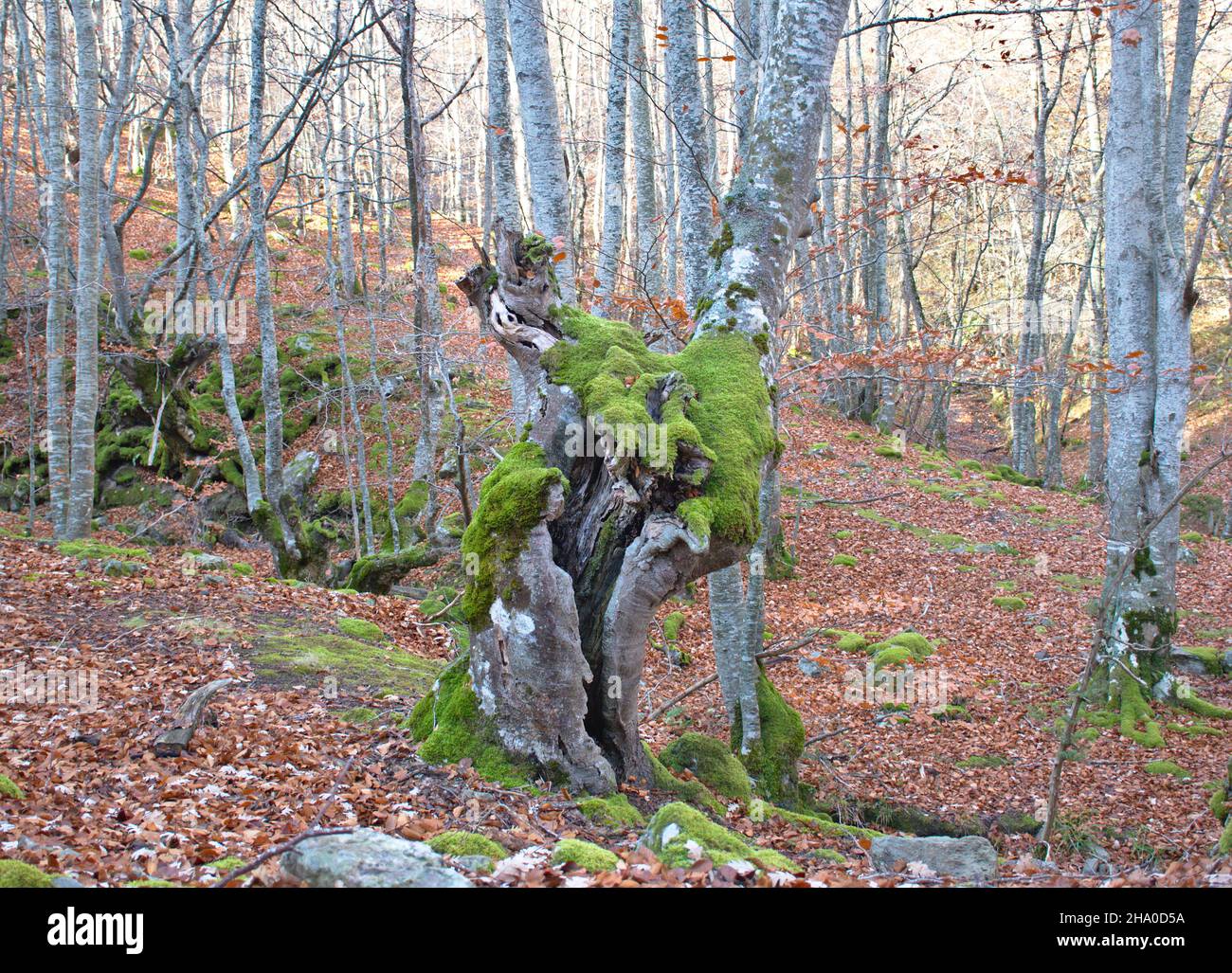 Vieux tronc de hêtre dans la forêt couverte de mousse.Forêt de hêtre en automne.Chute des feuilles. Banque D'Images