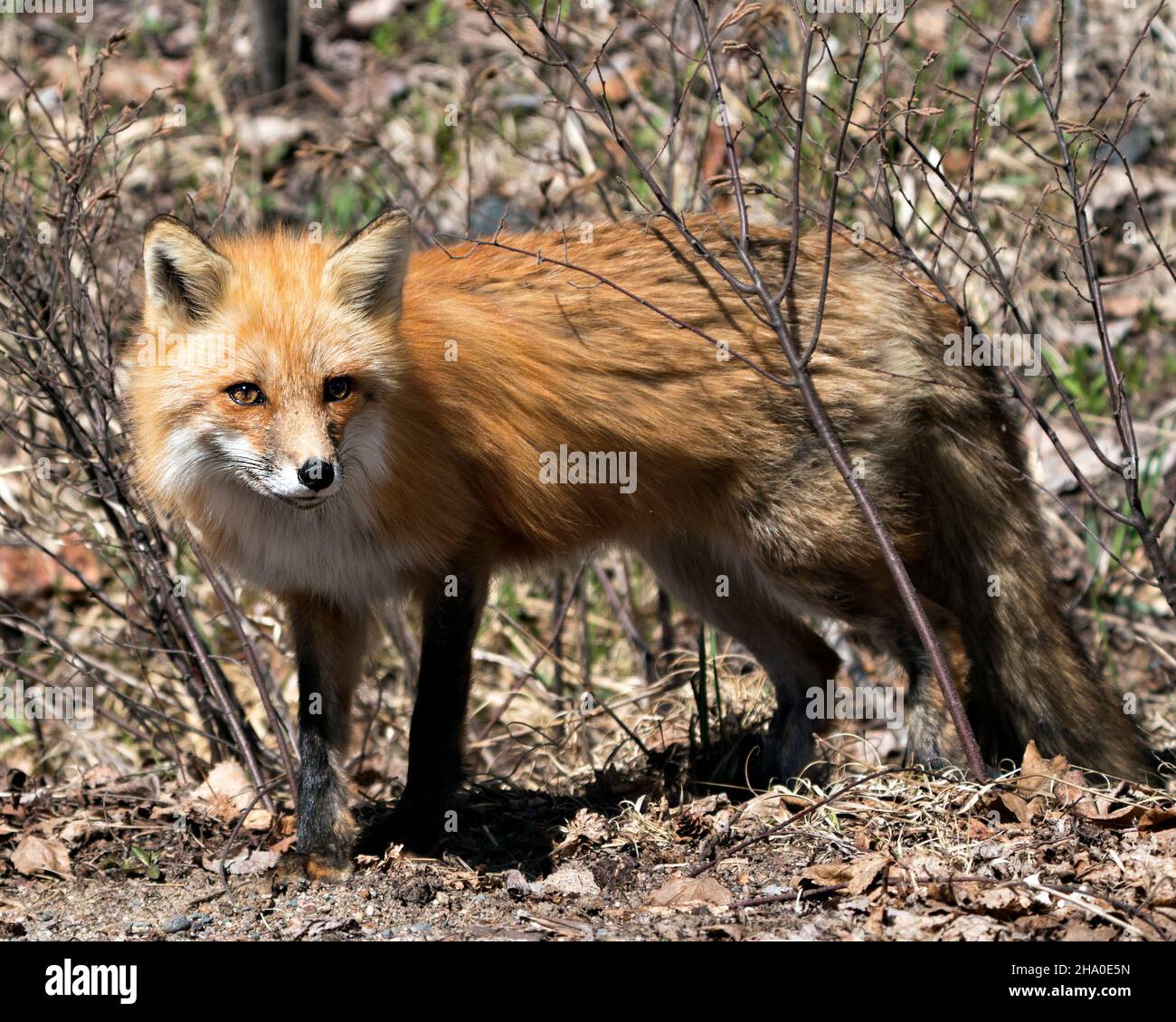 Profil rapproché du renard roux vue latérale au printemps affichant la queue du renard, dans son environnement et son habitat avec un arrière-plan de feuillage flou.Fox image. Banque D'Images