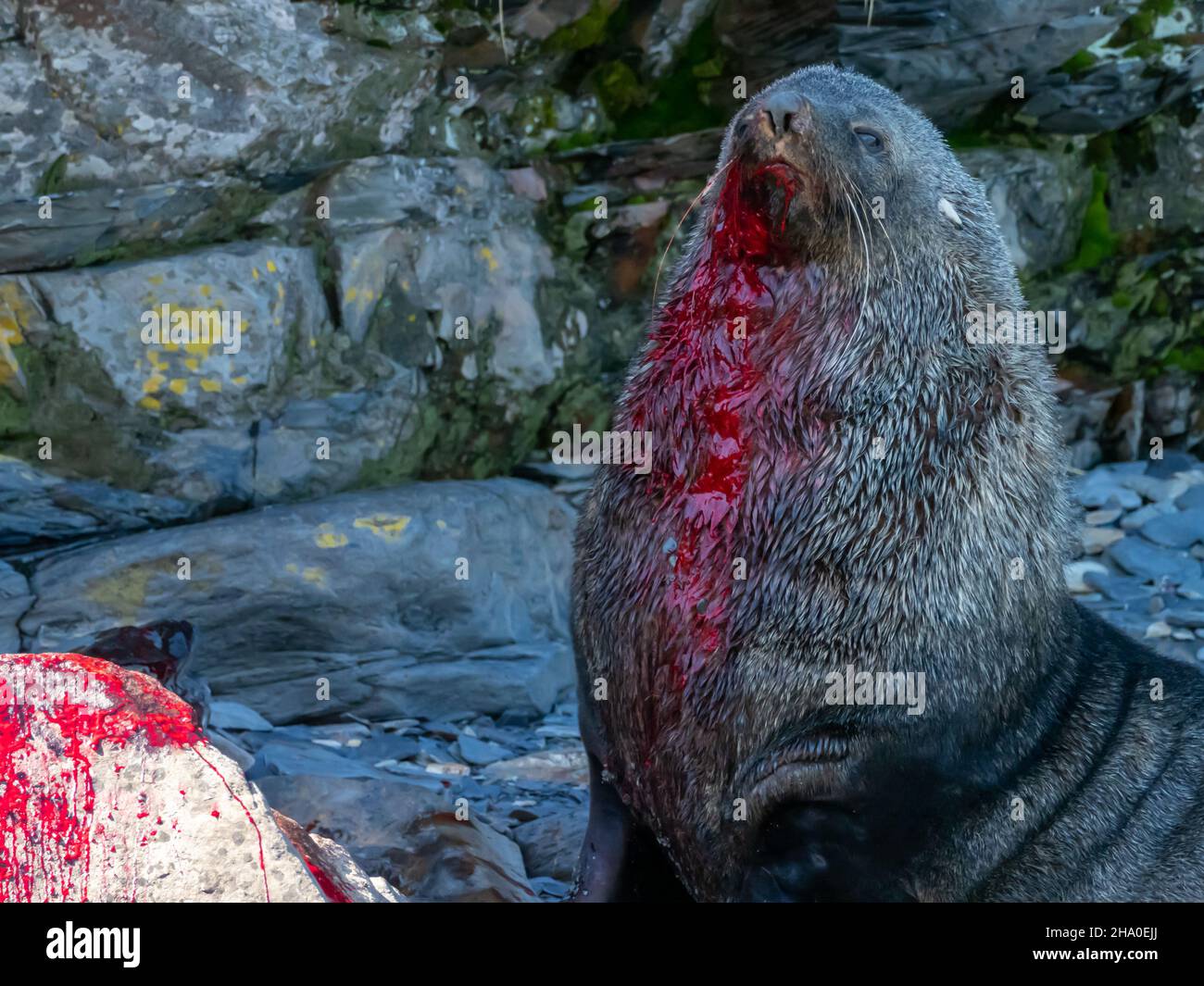 Un phoque à fourrure antarctique sanglant, Arctocephalus gazella, après un combat sur la rive de l'île de Géorgie du Sud Banque D'Images