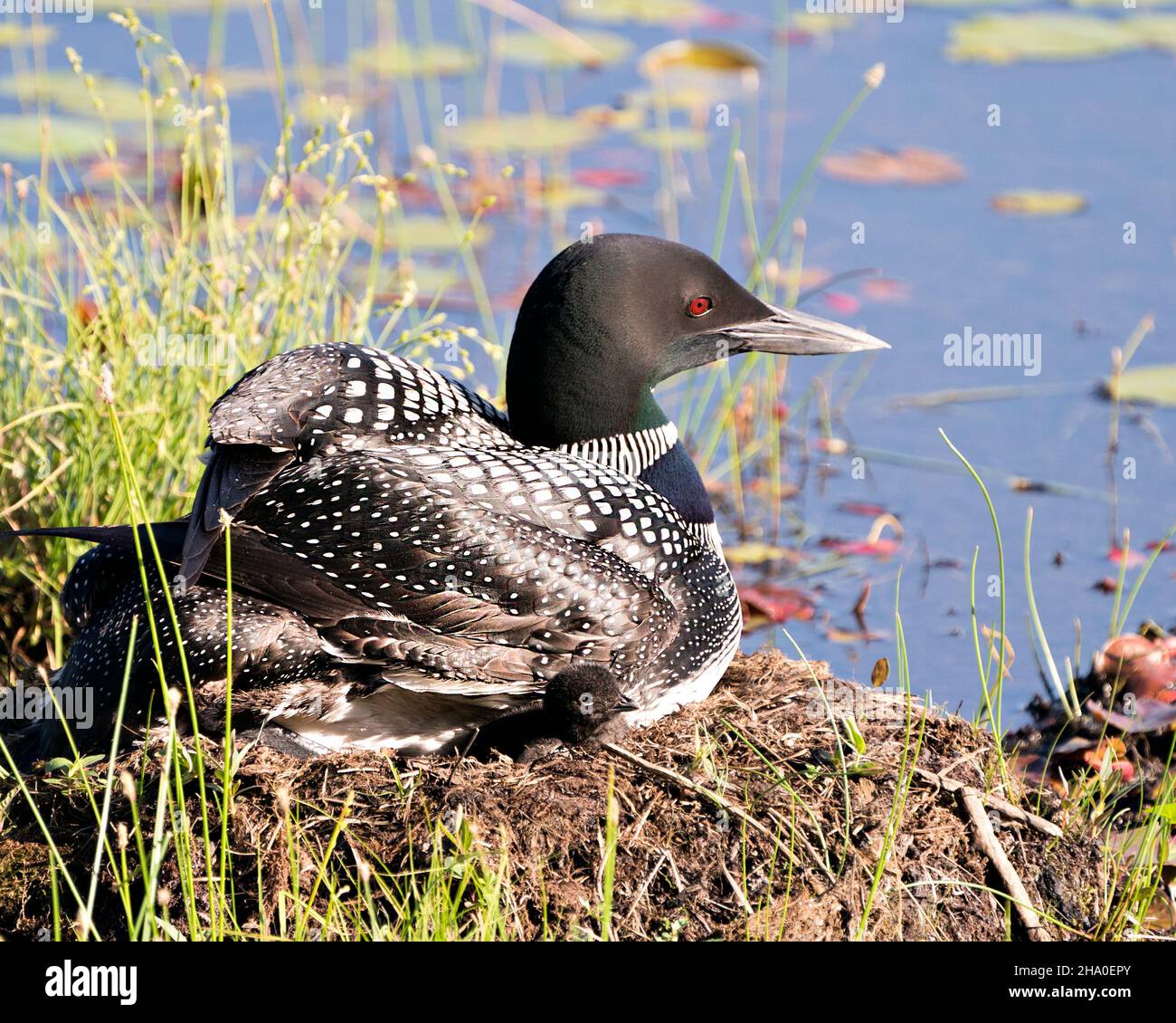 Le Loon commun avec un bébé de jour poussait sous ses ailes de plumes sur le nid protégeant et prenant soin du bébé dans son environnement et son habitat.Loon. Banque D'Images Le Loon commun avec un bébé de jour poussait sous ses ailes de plumes sur le nid protégeant et prenant soin du bébé dans son environnement et son habitat.Loon. Banque D'Images