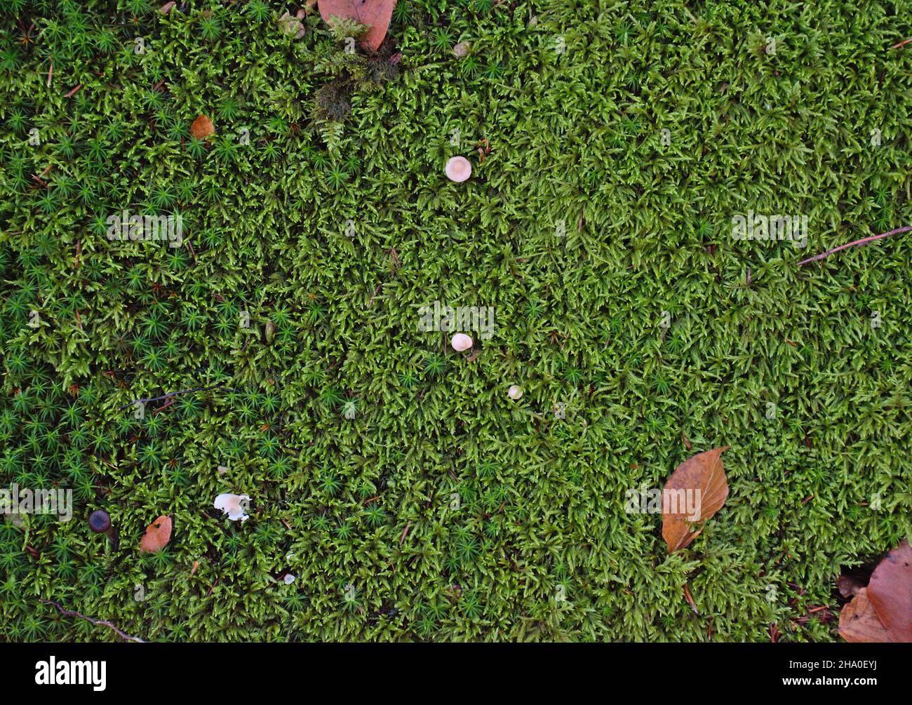 Fond vert.Champignons et feuilles séchés.Automne dans les montagnes. Banque D'Images