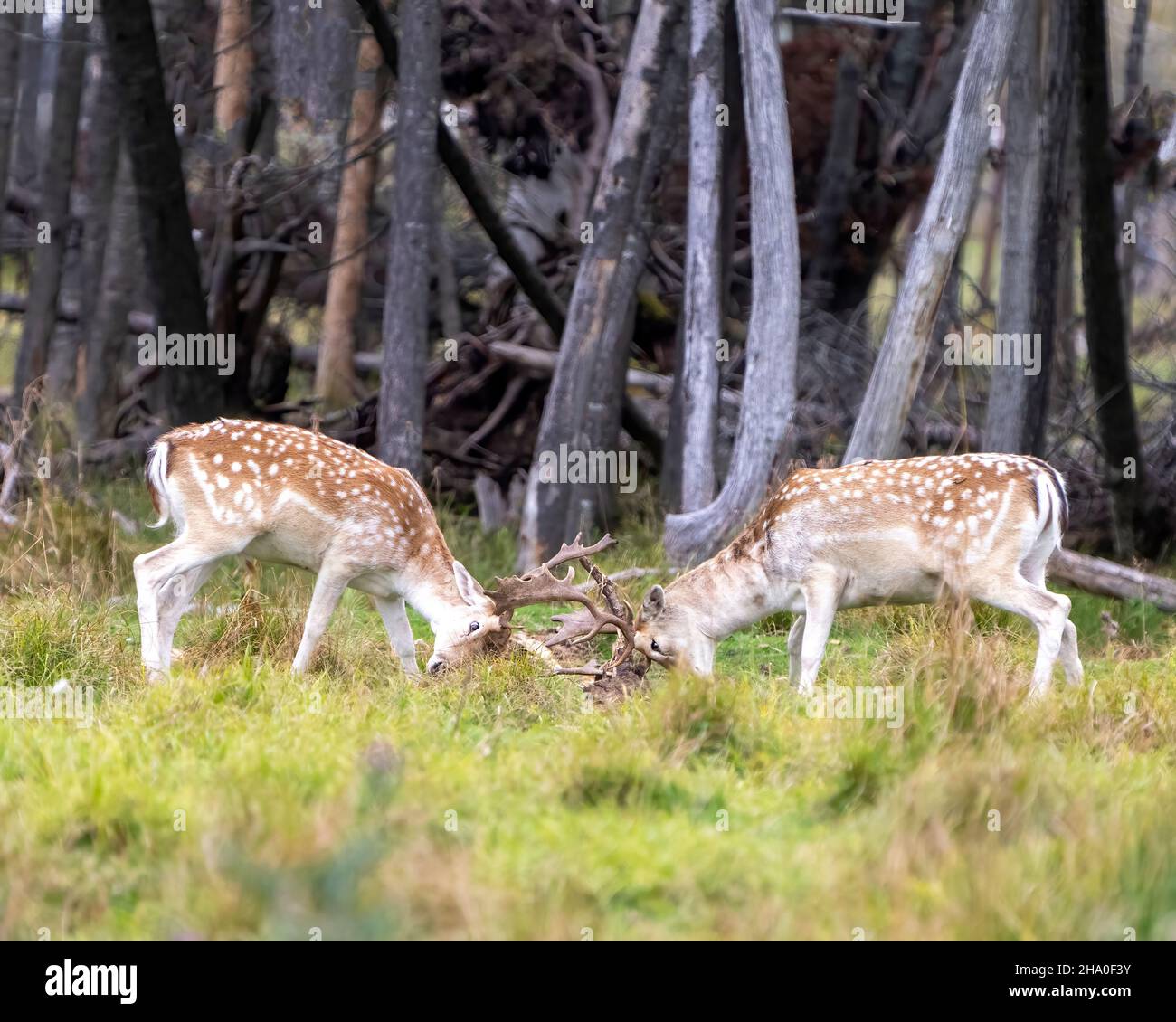 Les cerfs-jachères se battent pendant la saison de rutting avec un fond forestier dans leur environnement et leur habitat environnant.Deer photo et image. Banque D'Images