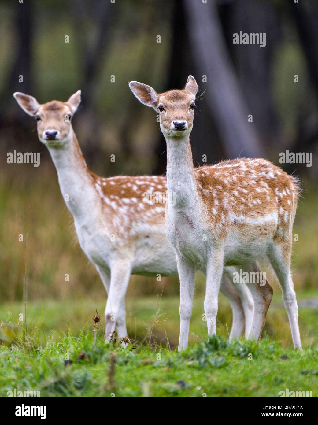 Vue en gros plan de couple d'animaux de cerf regardant l'appareil photo avec un arrière-plan flou dans leur environnement et leur habitat environnant.Deer photo et image. Banque D'Images