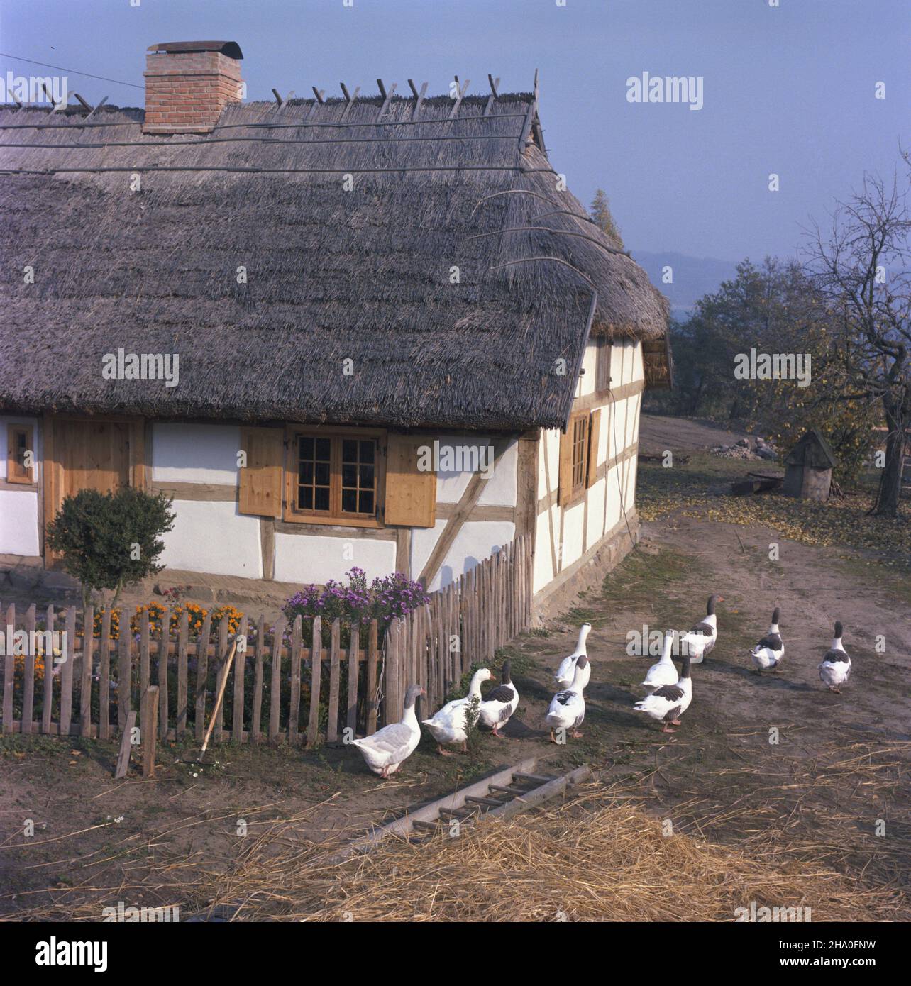 ¯arnowiec 10.1986.Zabytkowa drewniana chata, z dachem krytym strzech¹. ka PAP/Maciej Musia³ Dok³adny dzieñ wydarzenia nieustalony.Zarnowiec octobre 1986.Maison en bois historique avec toit recouvert de paille. ka PAP/Maciej Musial Date exacte inconnue. Banque D'Images