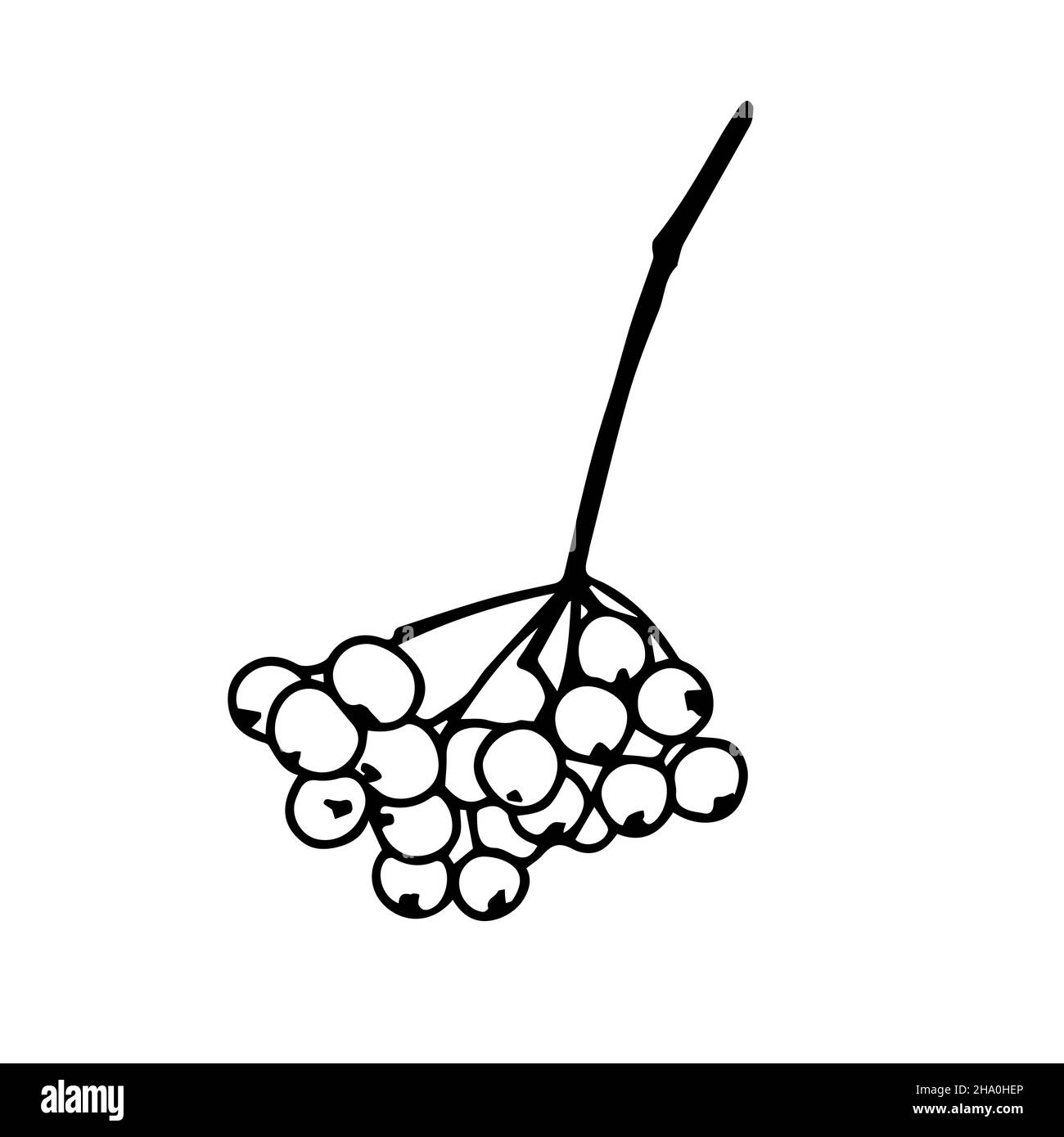 Dessin de contour d'une branche de rowan avec des baies.Style Doodle.Vecteur Illustration de Vecteur