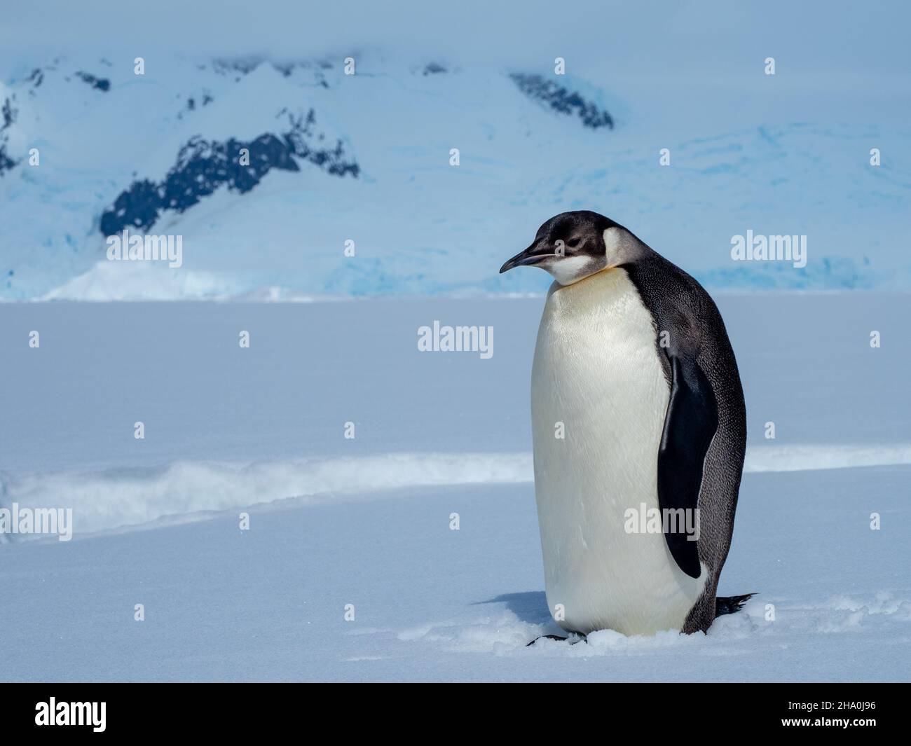 Un pingouin Empereur juvénile, Aptenodytes forsteri, sur la glace de mer de la péninsule Antarctique Banque D'Images