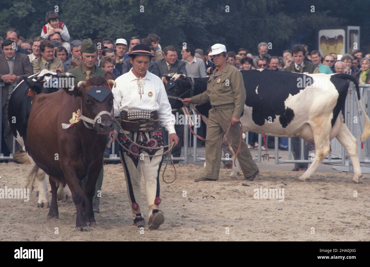 Varsovie 06.09.1986.S³u¿ewiec.II Krajowa Wystawa Zwierz¹t Hodowlanych.NZ. Pokaz byd³a rasowego: polska czerwona (L) i fryzyjska. msa PAP/Wojciech KryñskiVarsovie, le 6 septembre 1986.Le circuit de Sluzewiec.La 2ème exposition des animaux de ferme.Photo : un spectacle de bovins de race pure - le rouge polonais (L) et les races frisonnes. msa PAP/Wojciech Krynski Banque D'Images