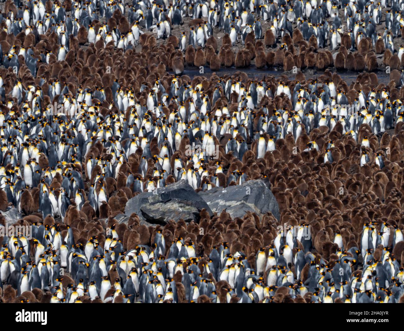 Le Penguin royal, Aptenodytes patagonicus, dans la plus grande colonie de la baie St. Andrews, sur l'île de Géorgie du Sud Banque D'Images