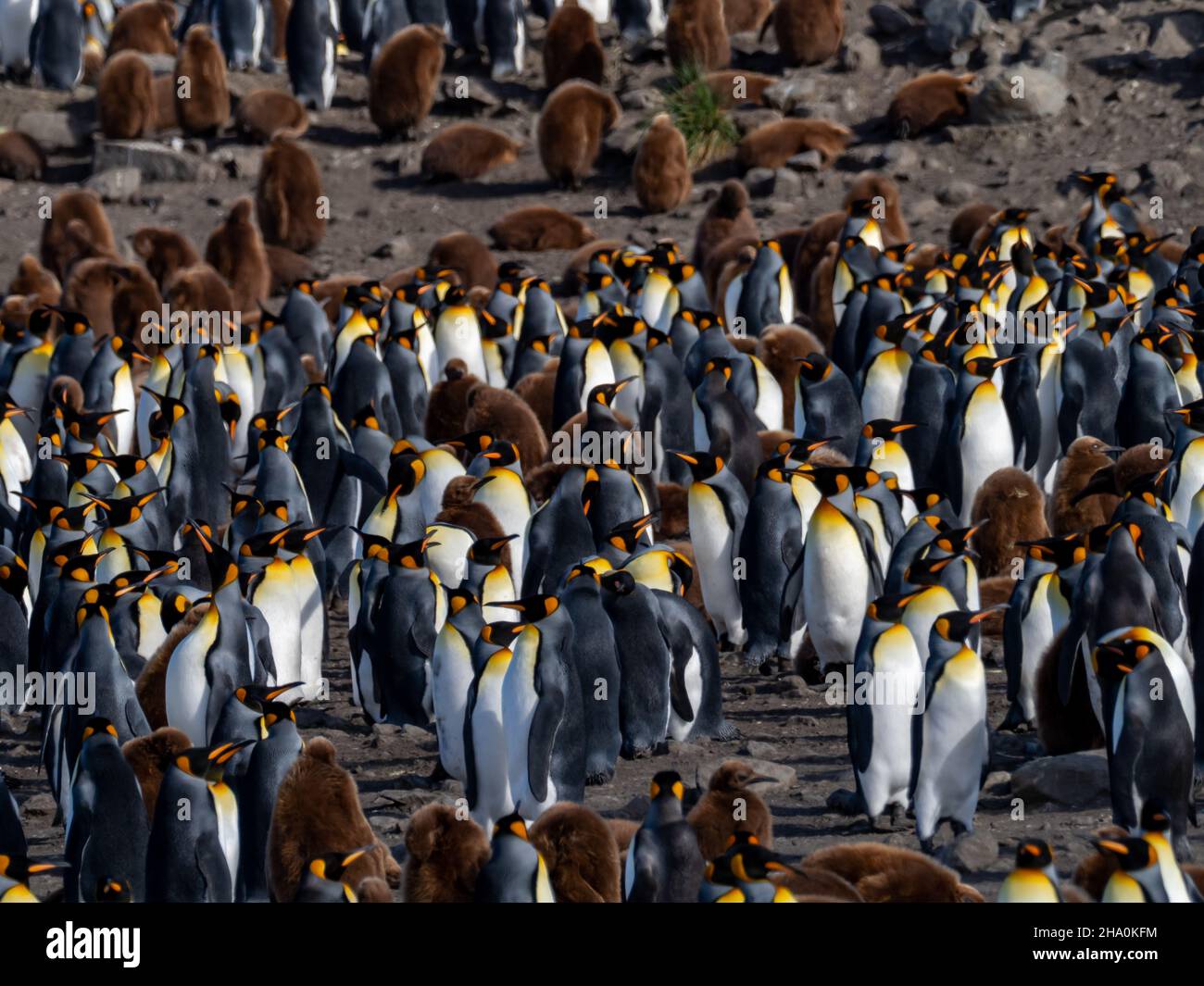 Le Penguin royal, Aptenodytes patagonicus, dans la plus grande colonie de la baie St. Andrews, sur l'île de Géorgie du Sud Banque D'Images