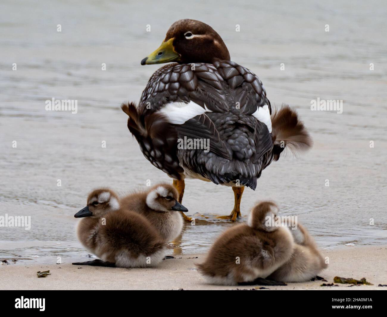 Le canard à vapeur des îles Falkland, Tachyeres brachypterus, un canard sans vol endémique aux îles Falkland Banque D'Images