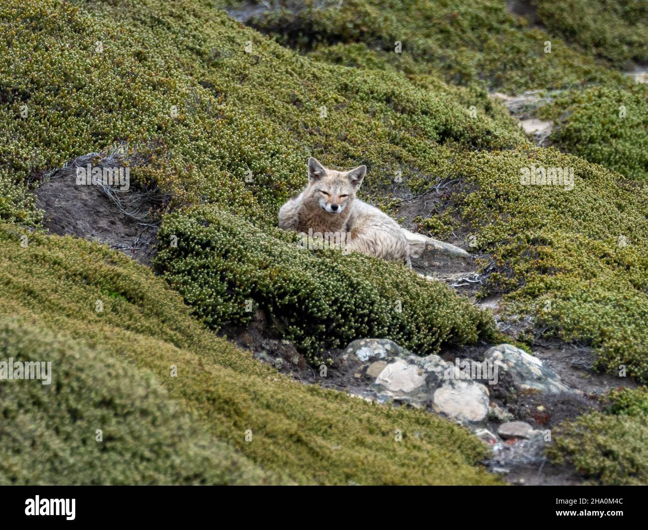 Renard gris d'Amérique du Sud, Lycalopex griseus, prédateur introduit sur l'île Beaver, dans les Malouines Banque D'Images