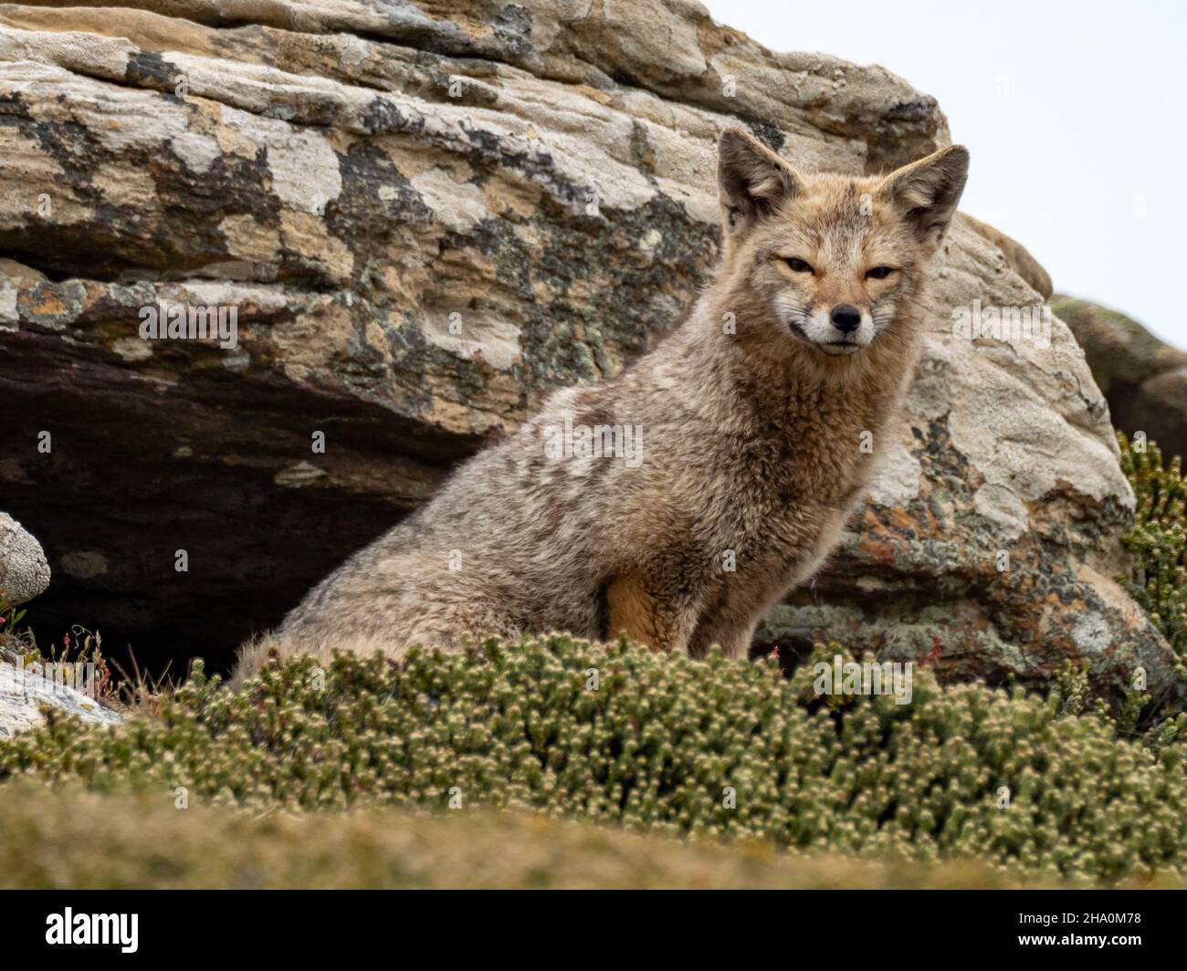 Renard gris d'Amérique du Sud, Lycalopex griseus, prédateur introduit sur l'île Beaver, dans les Malouines Banque D'Images