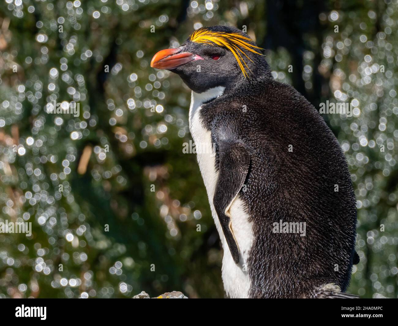 Manchot macaroni, Eudyptes chrysolophus, exposition sur l'île de Géorgie du Sud Banque D'Images