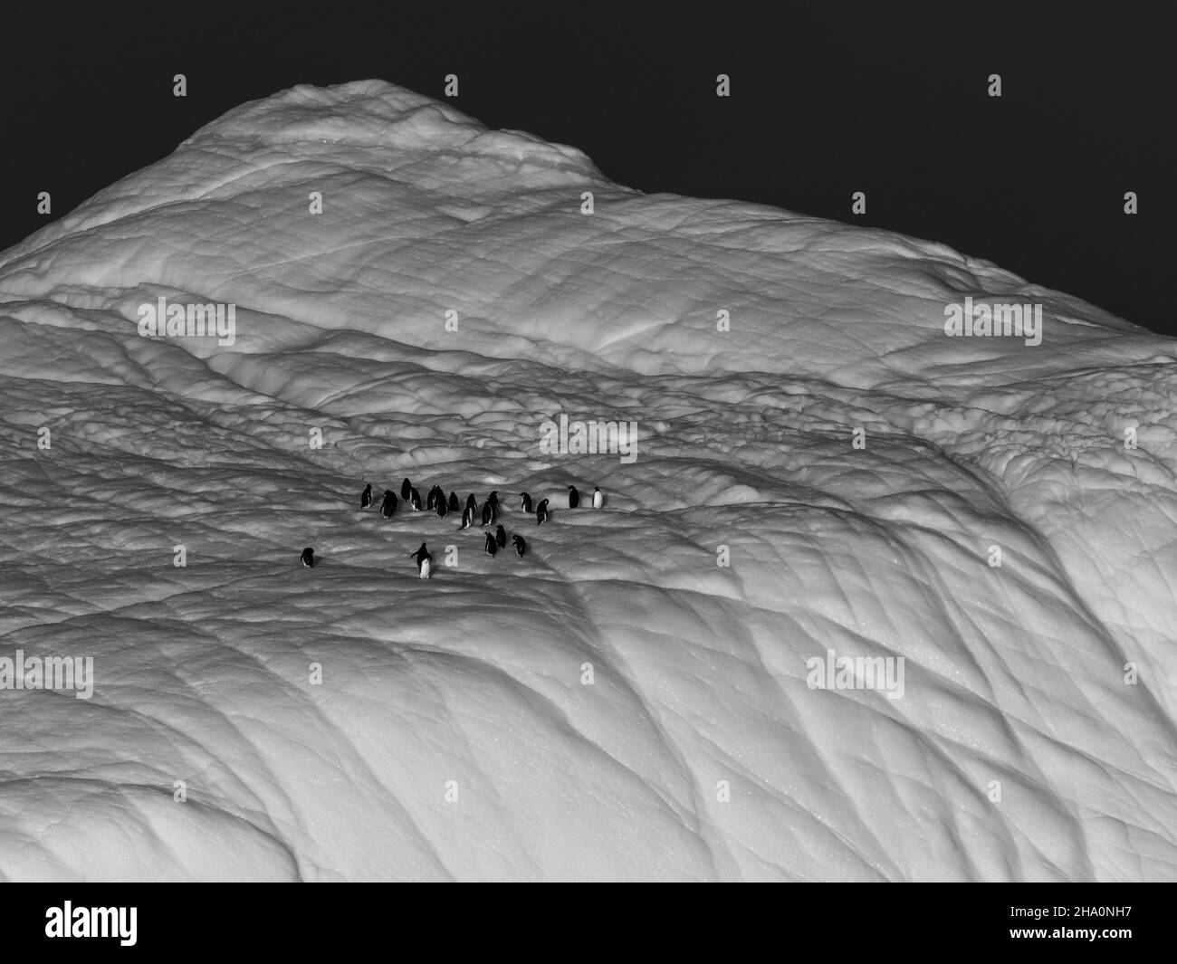 Image en noir et blanc des pingouins sur un iceberg en Antarctique Banque D'Images