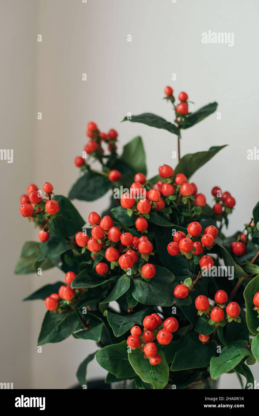 Gros plan sur les plantes de la souris Micky Banque D'Images