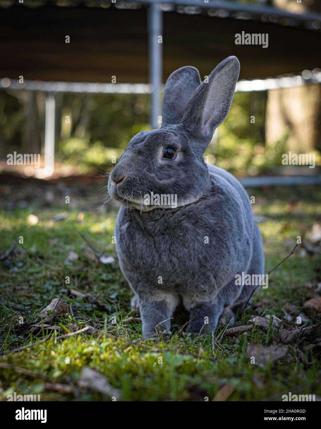 Lapin Rex de loutre bleu assis dans le jardin Tallinn Estonie Banque D'Images
