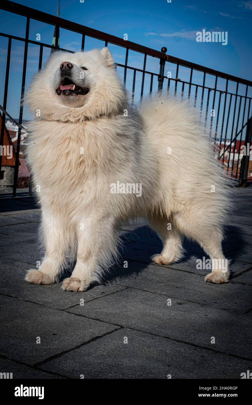 Samoyed profitant du soleil d'avril Banque D'Images