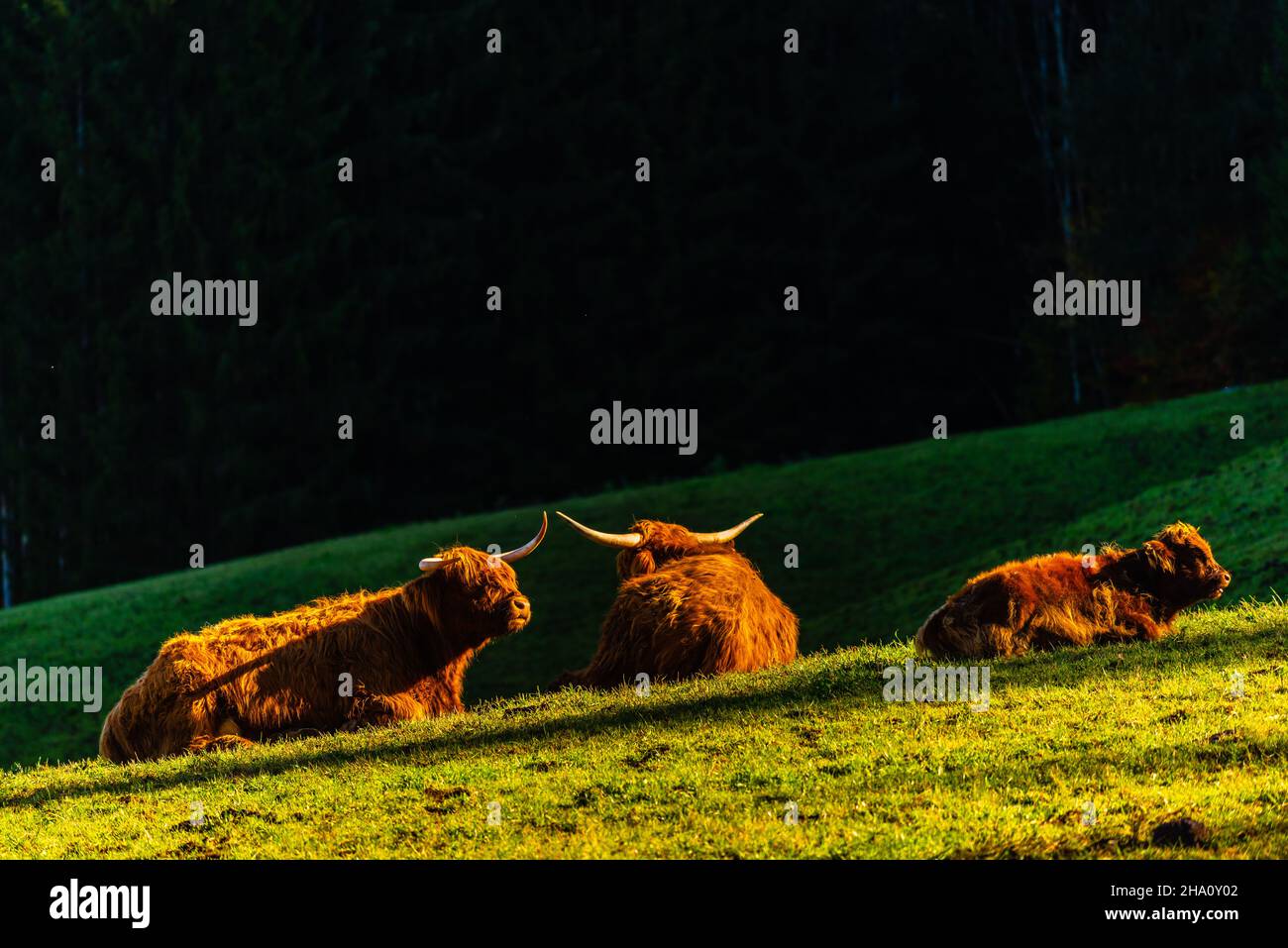 Vaches des Highlands et bovins noirs le long de Rennweg à la station mddle d'Obersalzbergbahn, Berchtesgaden, haute-Bavière, sud de l'Allemagne, Europe Banque D'Images