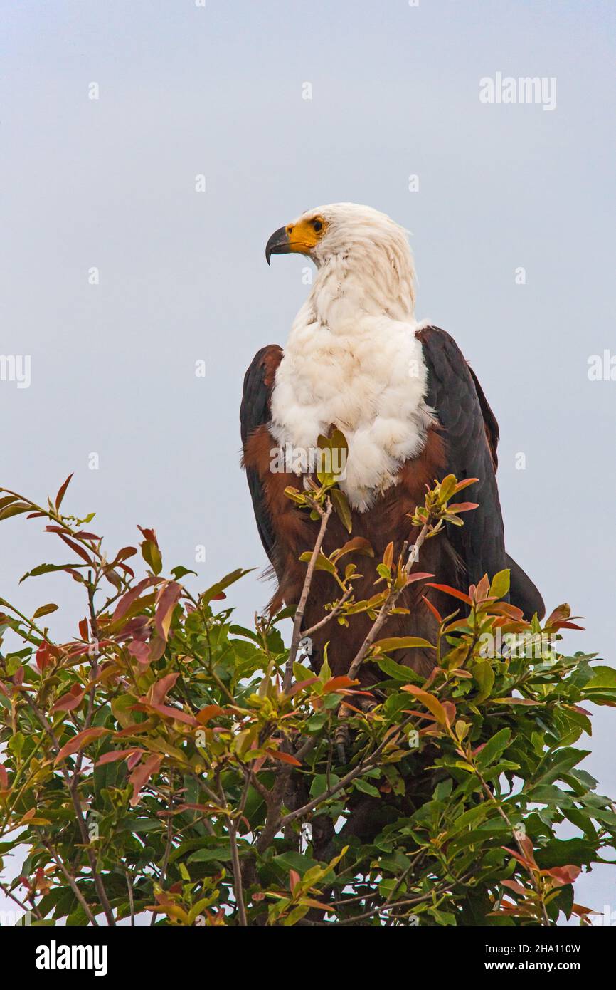 Aigle à poissons africains (Haliaeetus chemifer) 13700 Banque D'Images