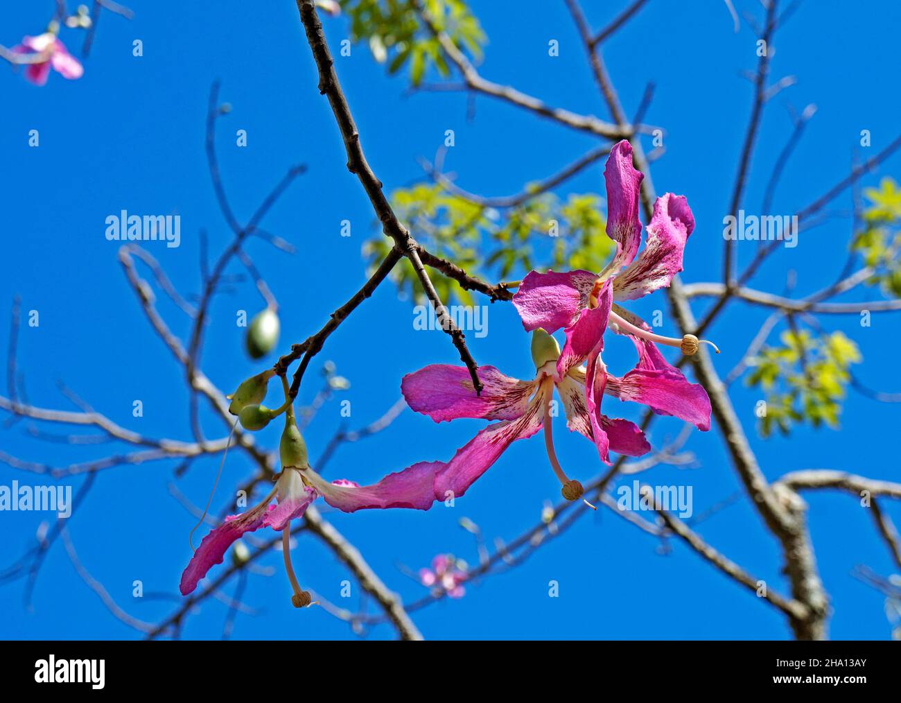 Fleurs d'arbre en soie (Ceiba speciosa ou Chorisia speciosa) Banque D'Images