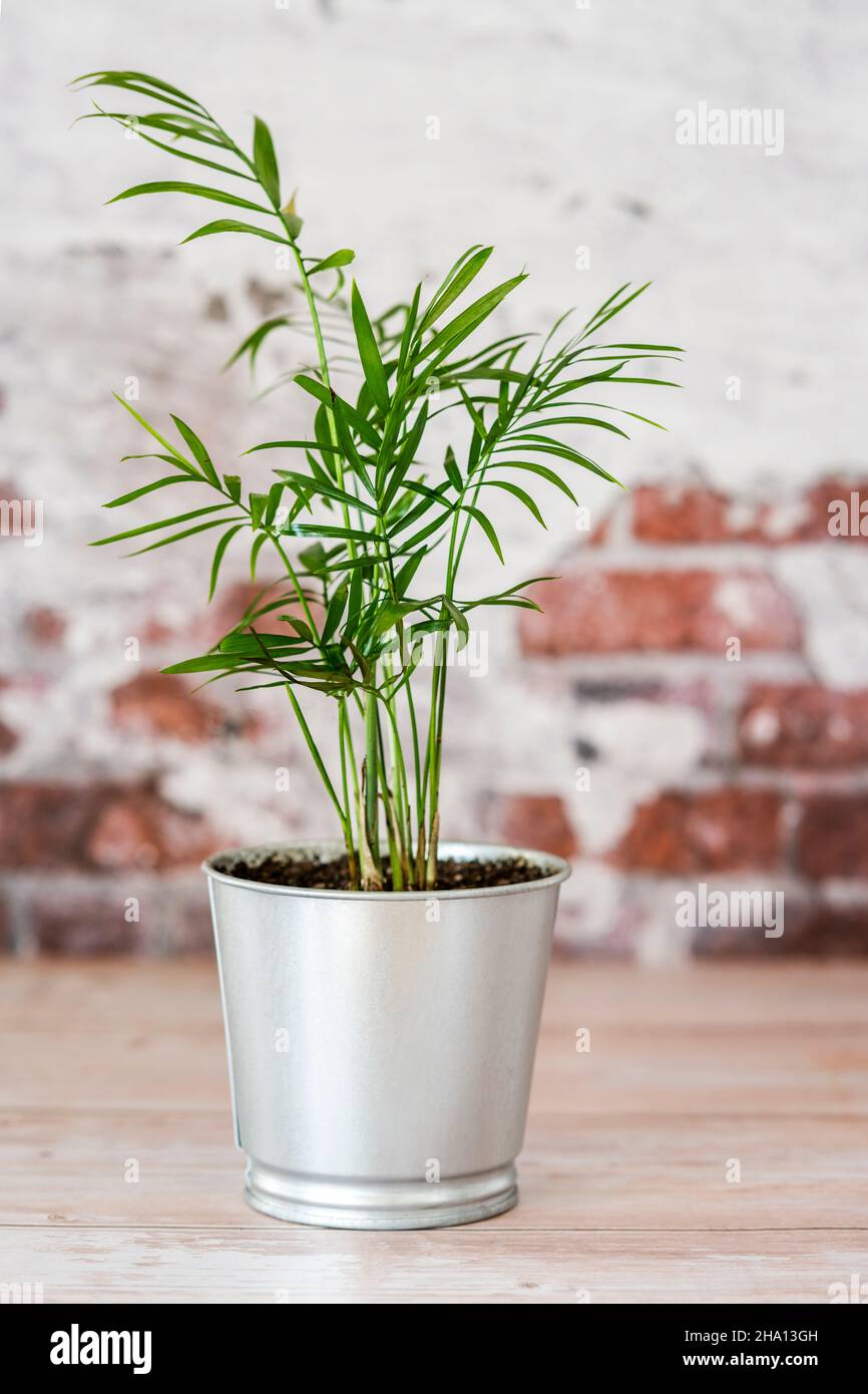 Chamaedorea elegans.Connu sous le nom de « paume de salon ».Cette plante est originaire du Mexique et du Guatemala.C'est l'une des variétés les plus simples de palmier à ca Banque D'Images