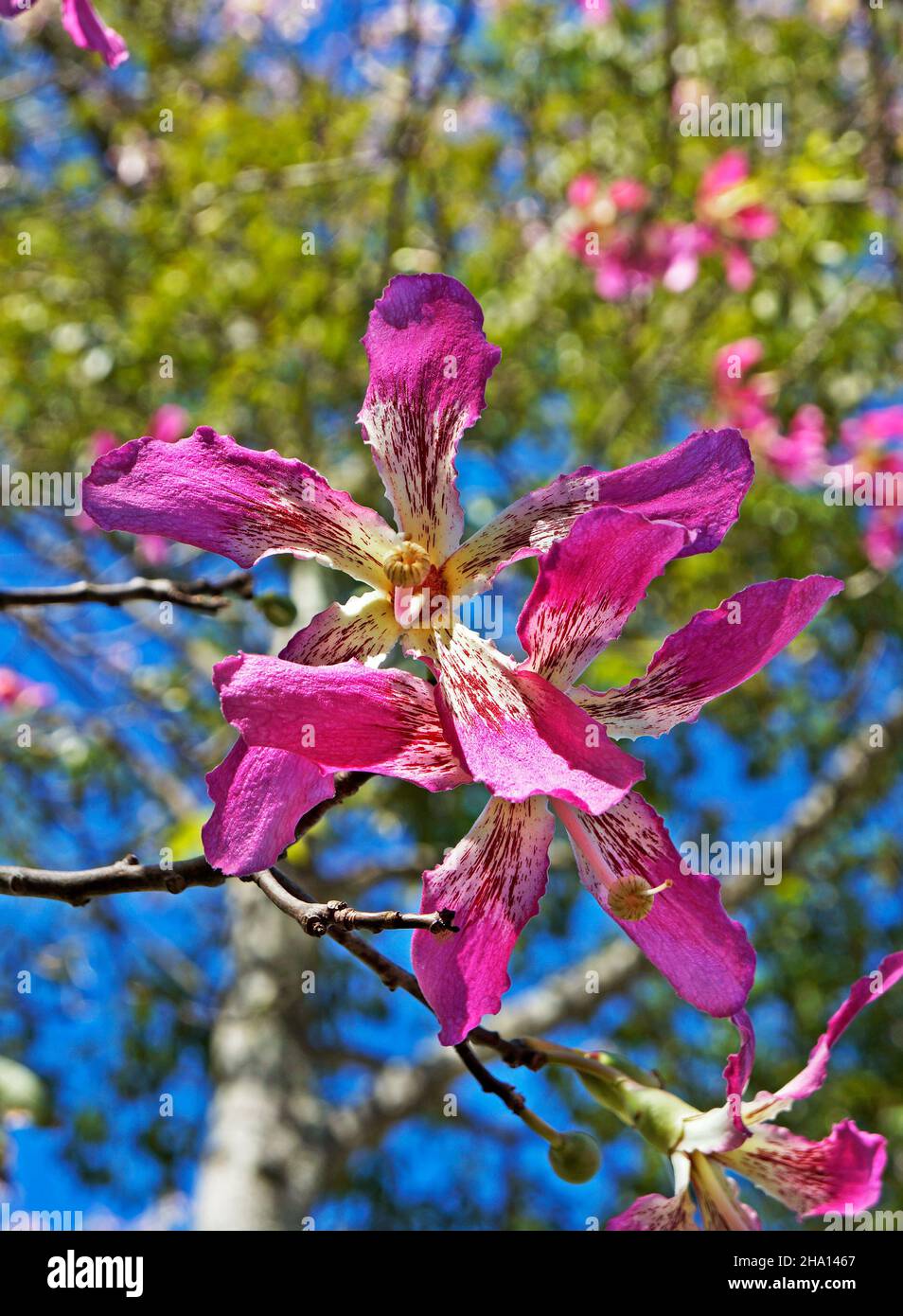 Fleurs d'arbre en soie (Ceiba speciosa ou Chorisia speciosa) Banque D'Images
