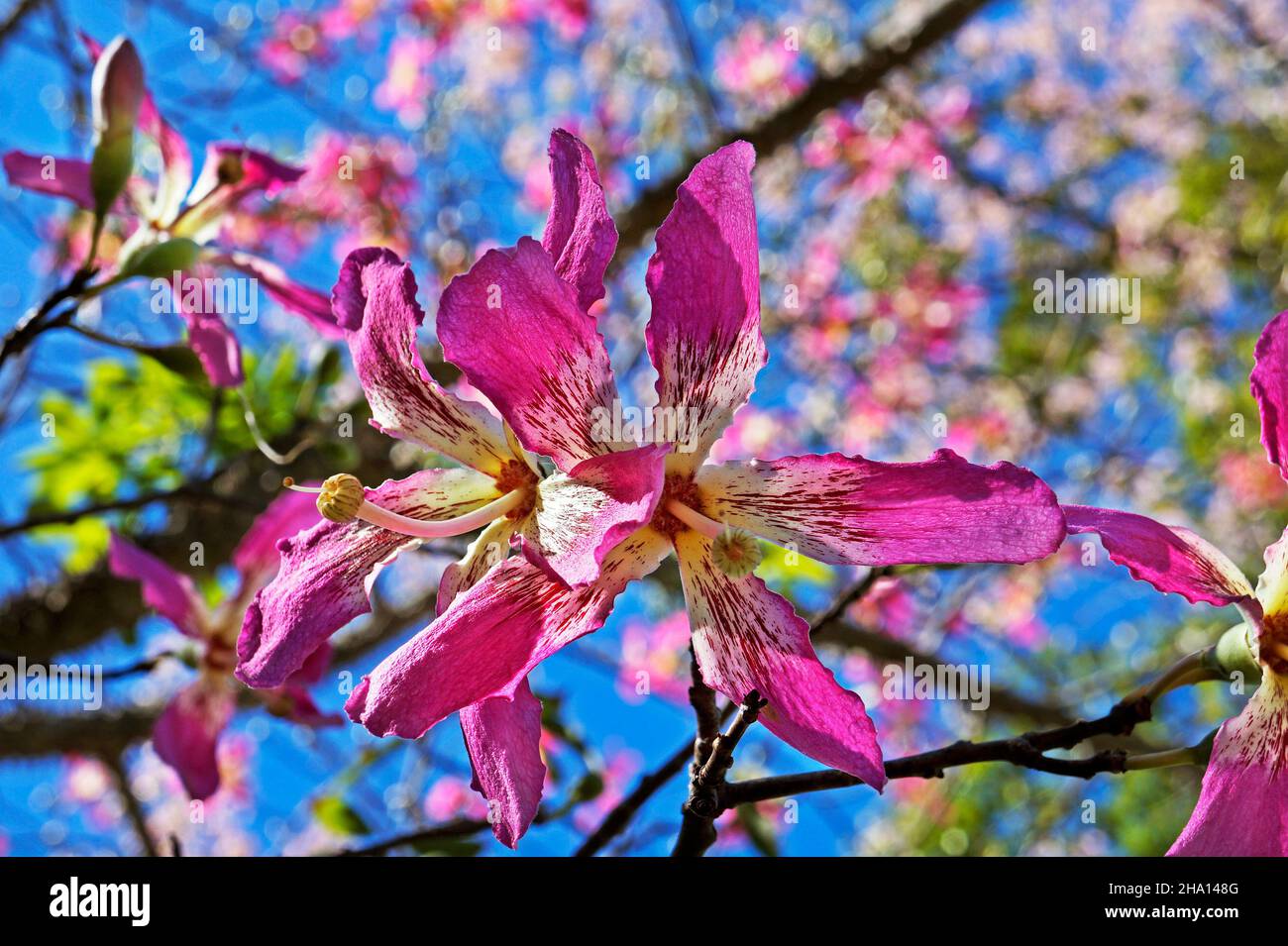 Fleurs d'arbre en soie (Ceiba speciosa ou Chorisia speciosa) Banque D'Images